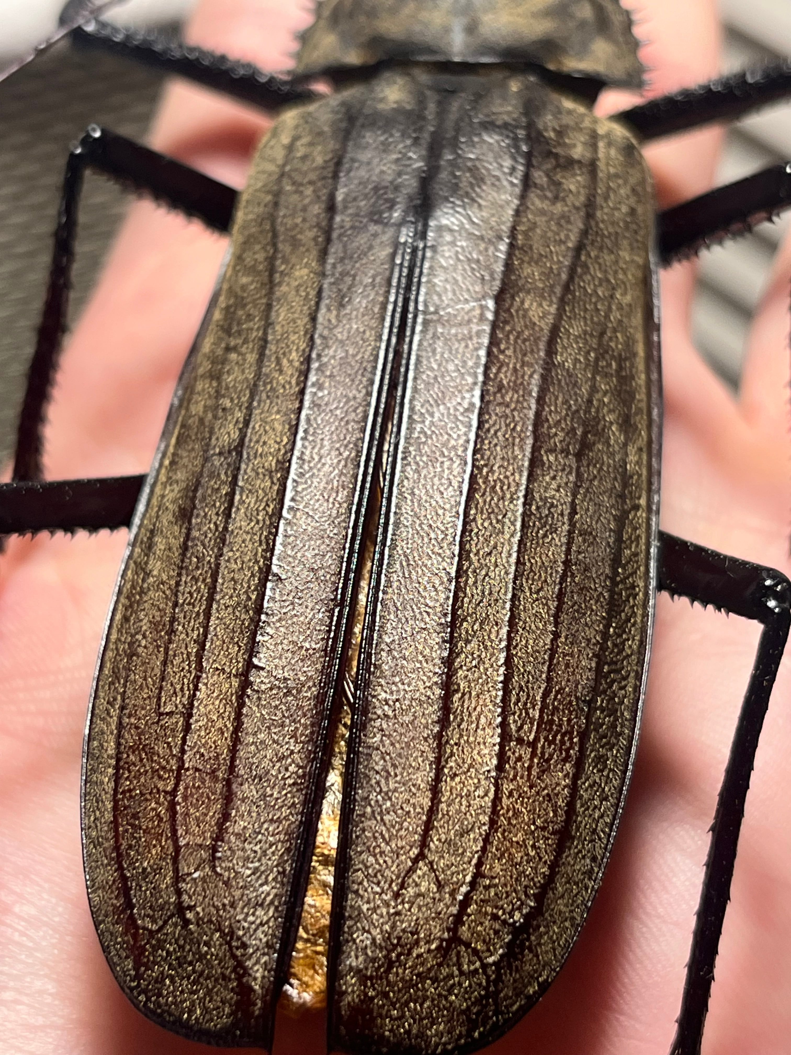 127mm】スジバネトゲフチオオウスバカミキリ ブルウスバカミキリ