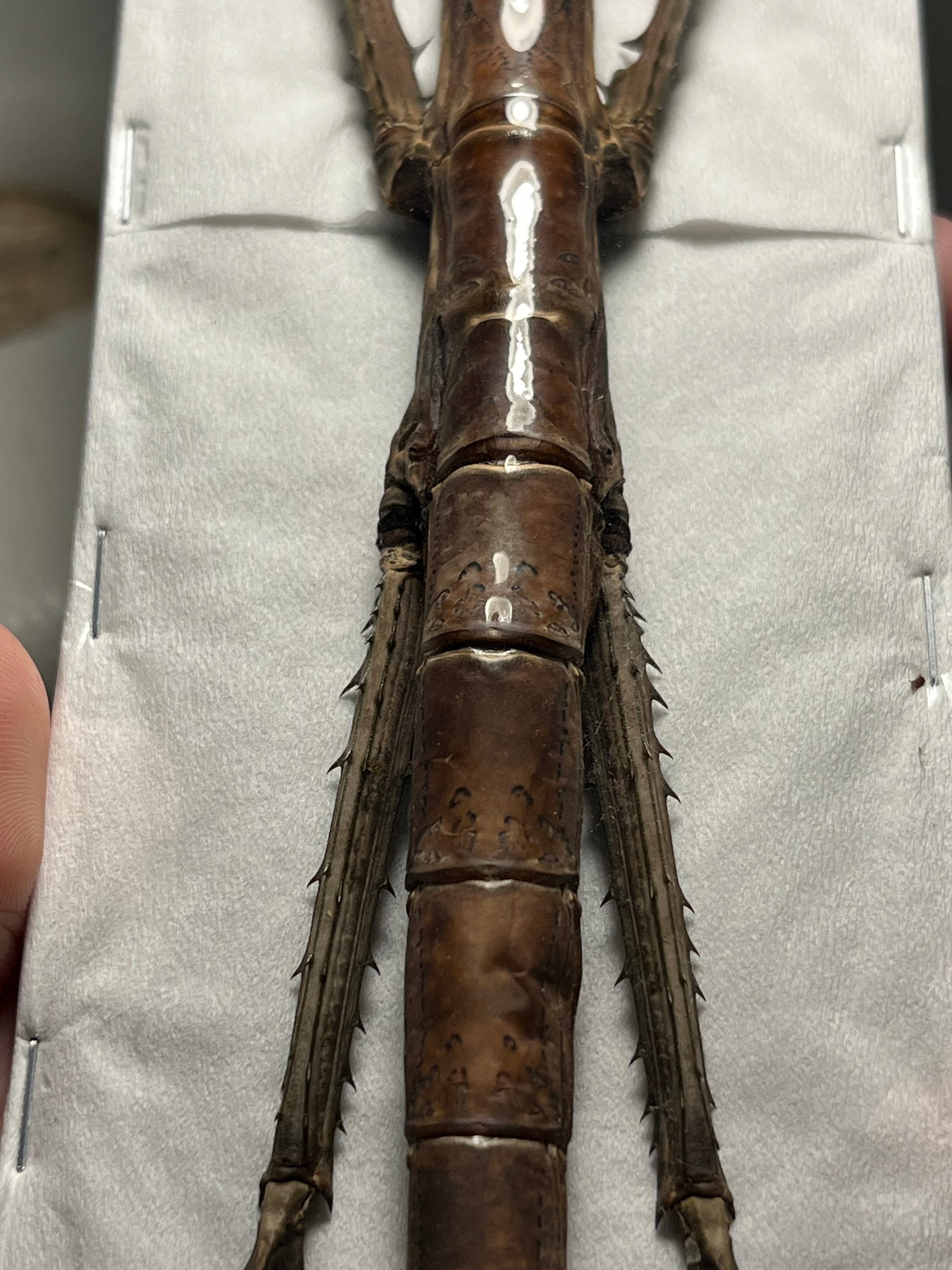 極太LAST】スマトラナナフシ コノハムシ ナナフシ カマキリ マンティス