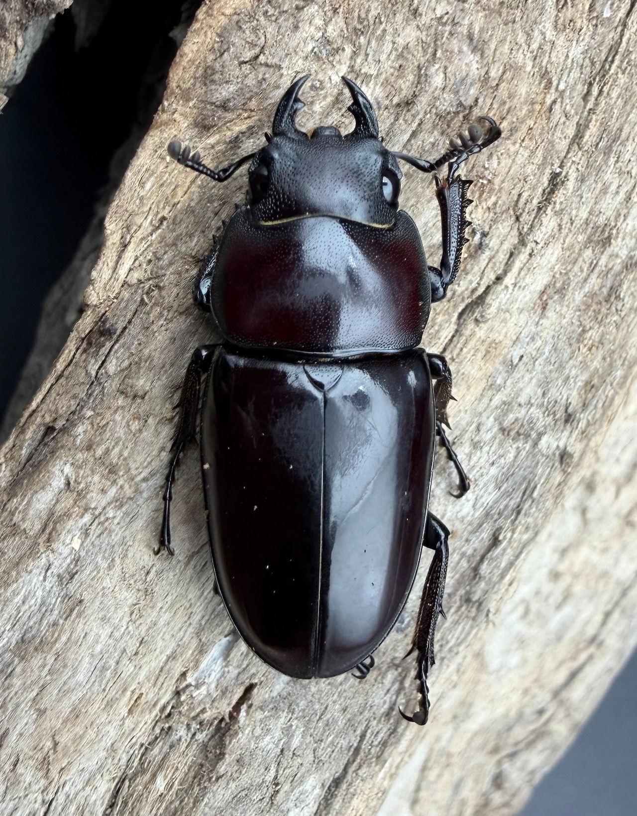 【WD】《ドルサリスノコギリ亜種hiromii ペレン島産 58mm ペア》