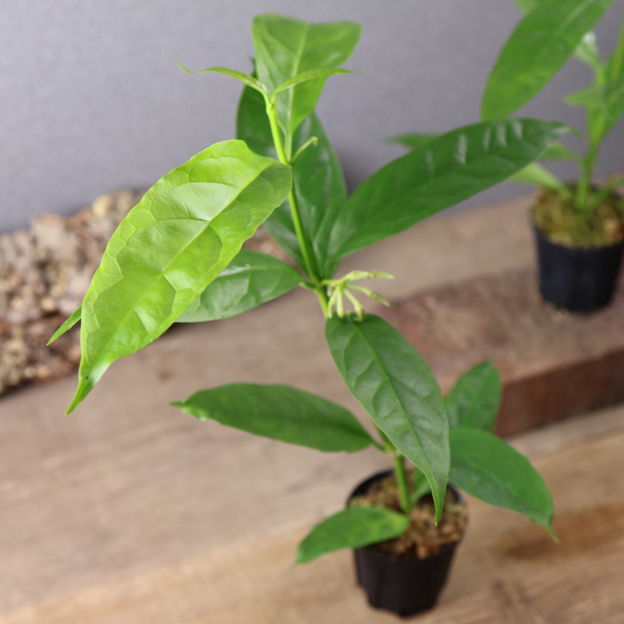 600『ホヤ デシプラエ』花苗【送料無料】 | MARX PLANTS | 観葉植物