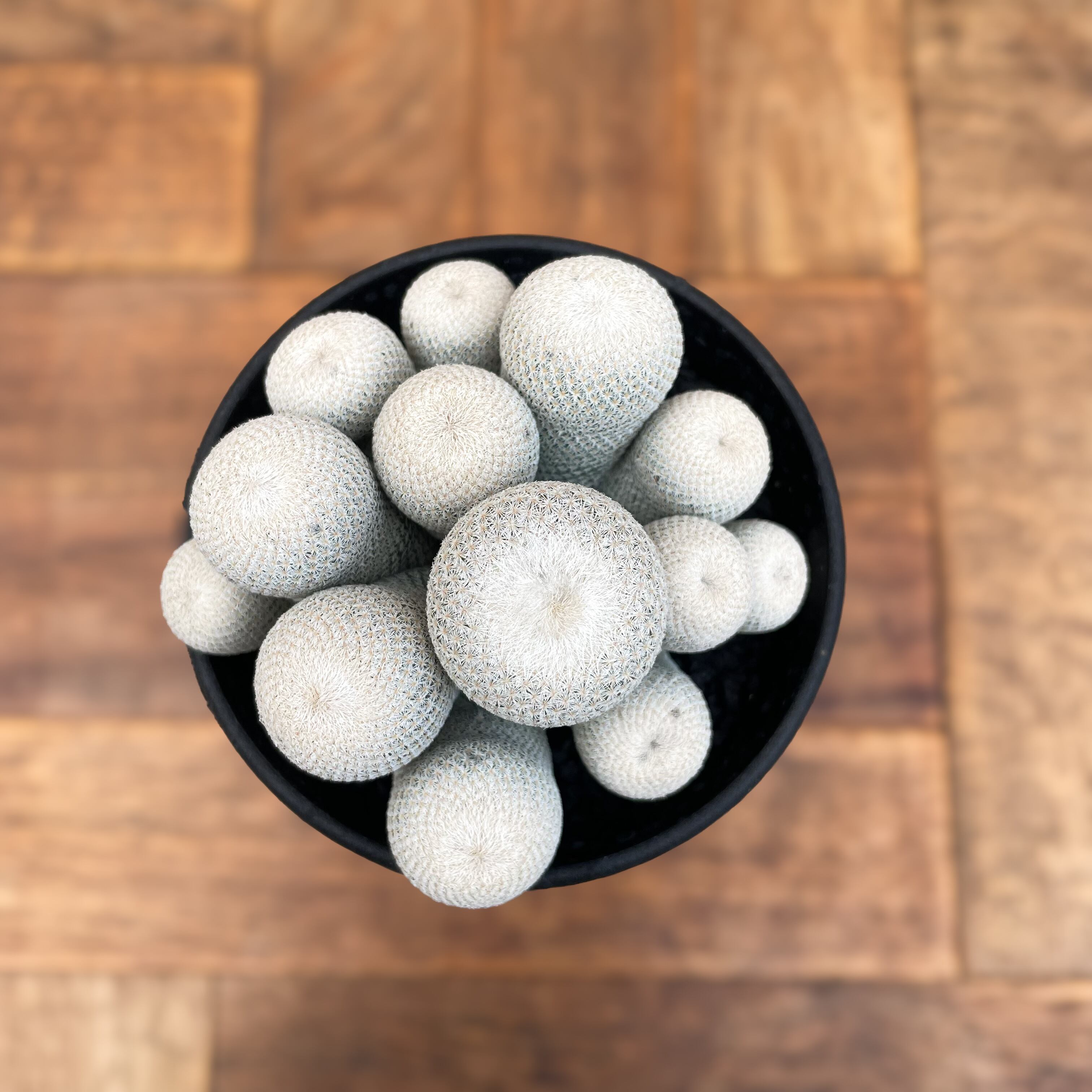 Epithelantha bokei【エピテランサ・小人の帽子】 | RIMO'S GREEN