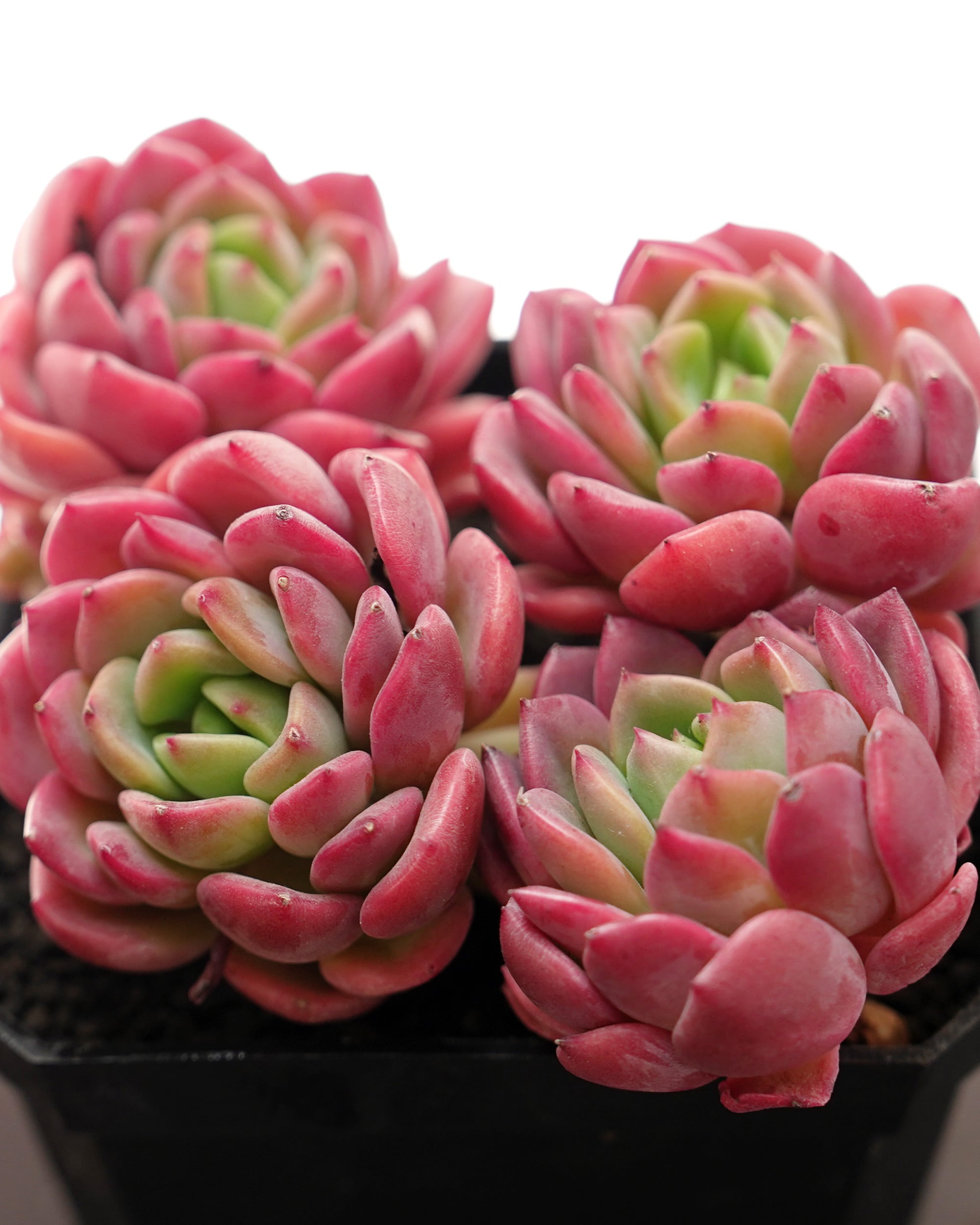レア種・新品種 | PUKUBOOK SUCCULENTS