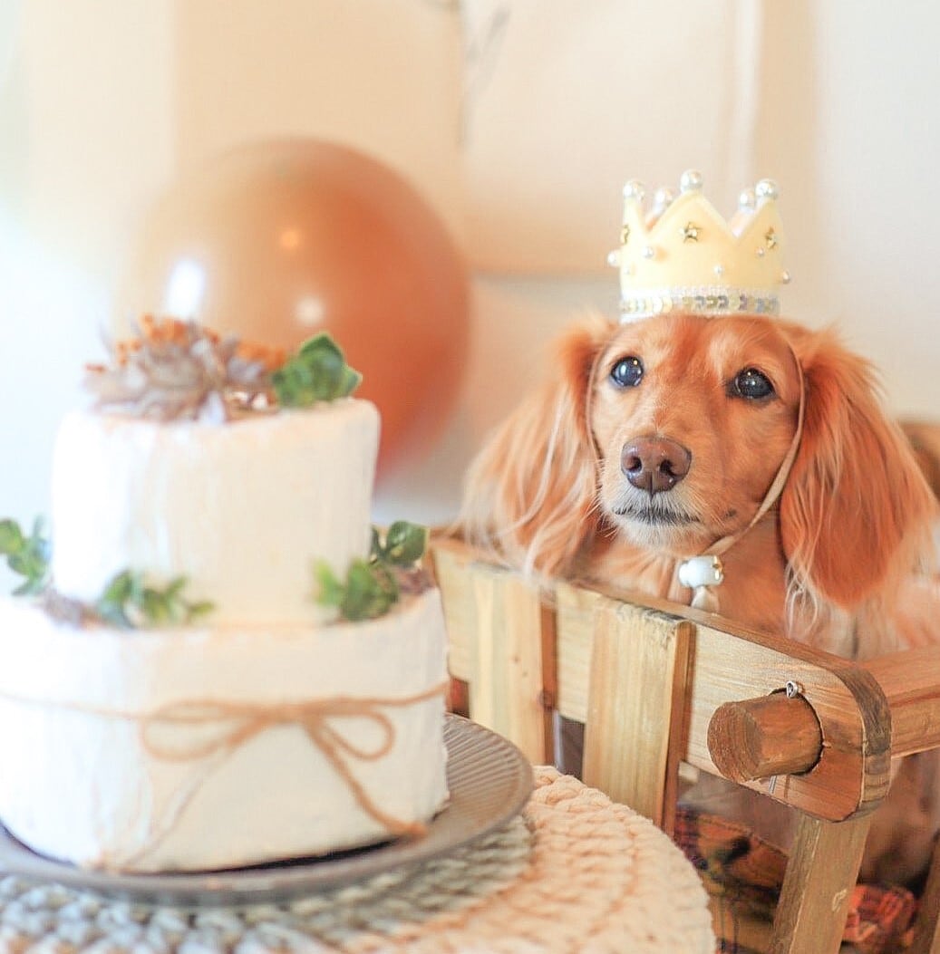 特集掲載商品＞kira kira crown 大切なペットのお誕生日や記念日に
