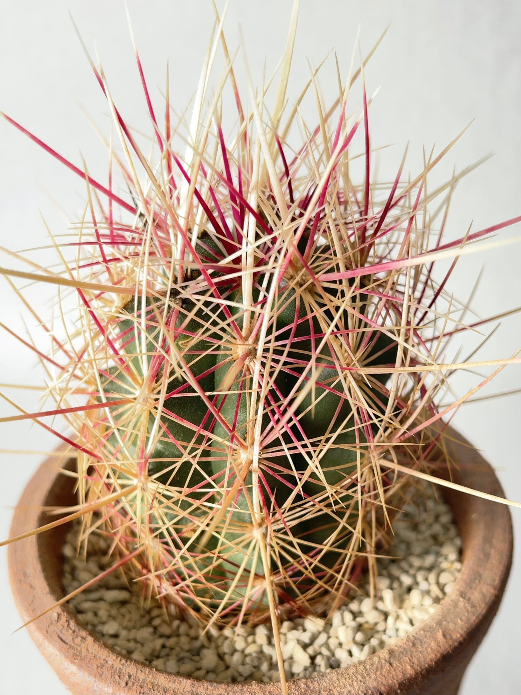 テロカクタス・五色大統領 | trigger