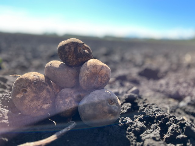 十勝男爵とかぼちゃの北海道セット10キロ