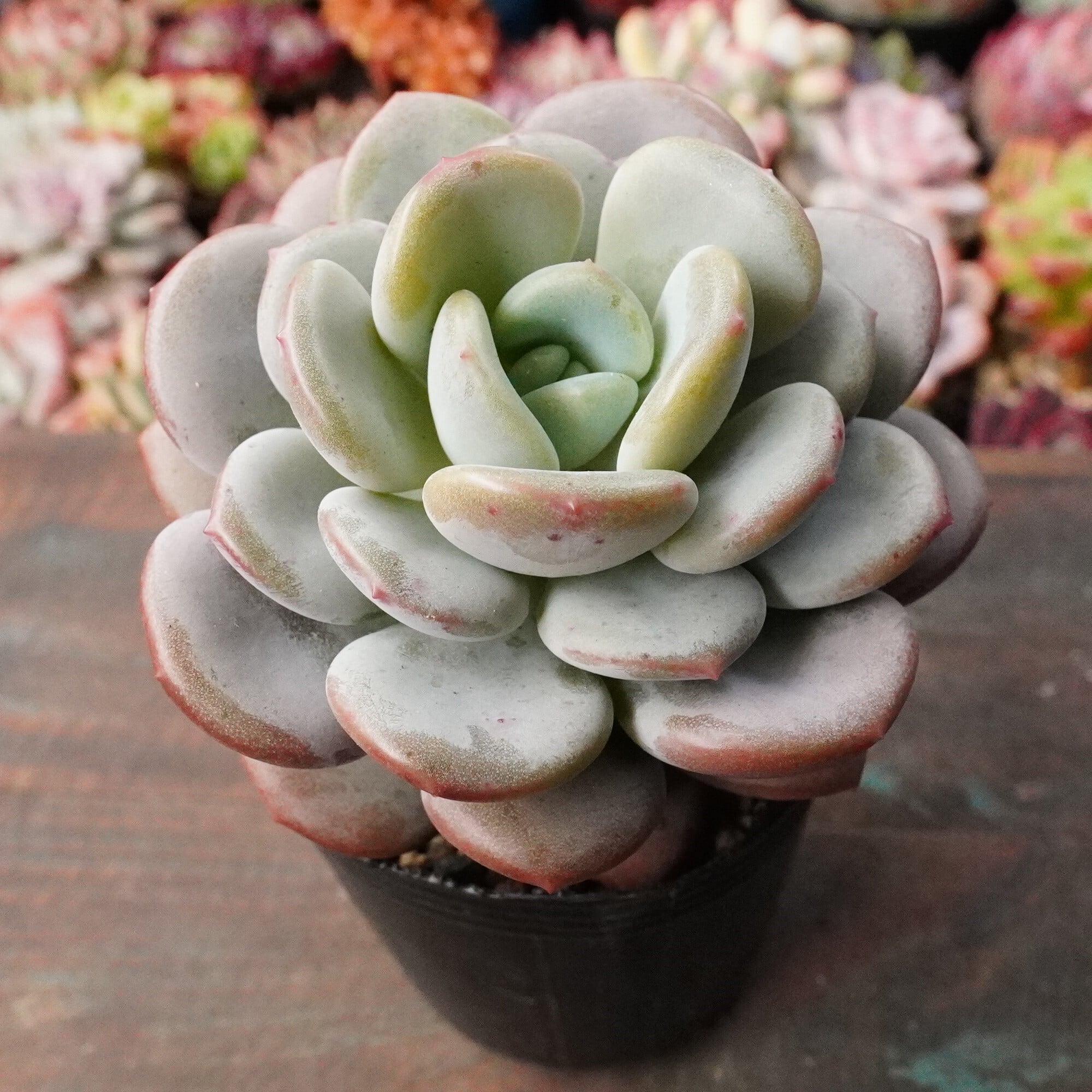 すべての商品 | E-TANIKU