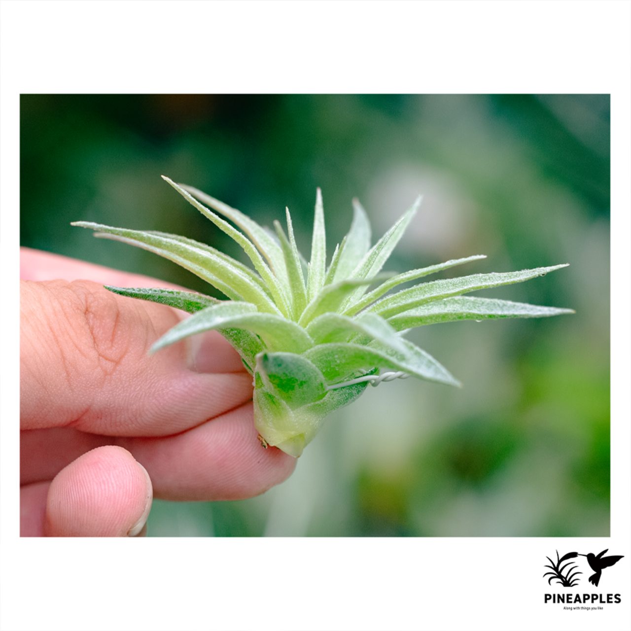 Tillandsia roseiflora (Brazil) - 2