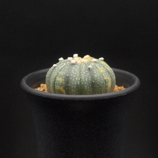 兜丸錦 Nk アストロフィツム属 実生 万緑 Ban Ryoku