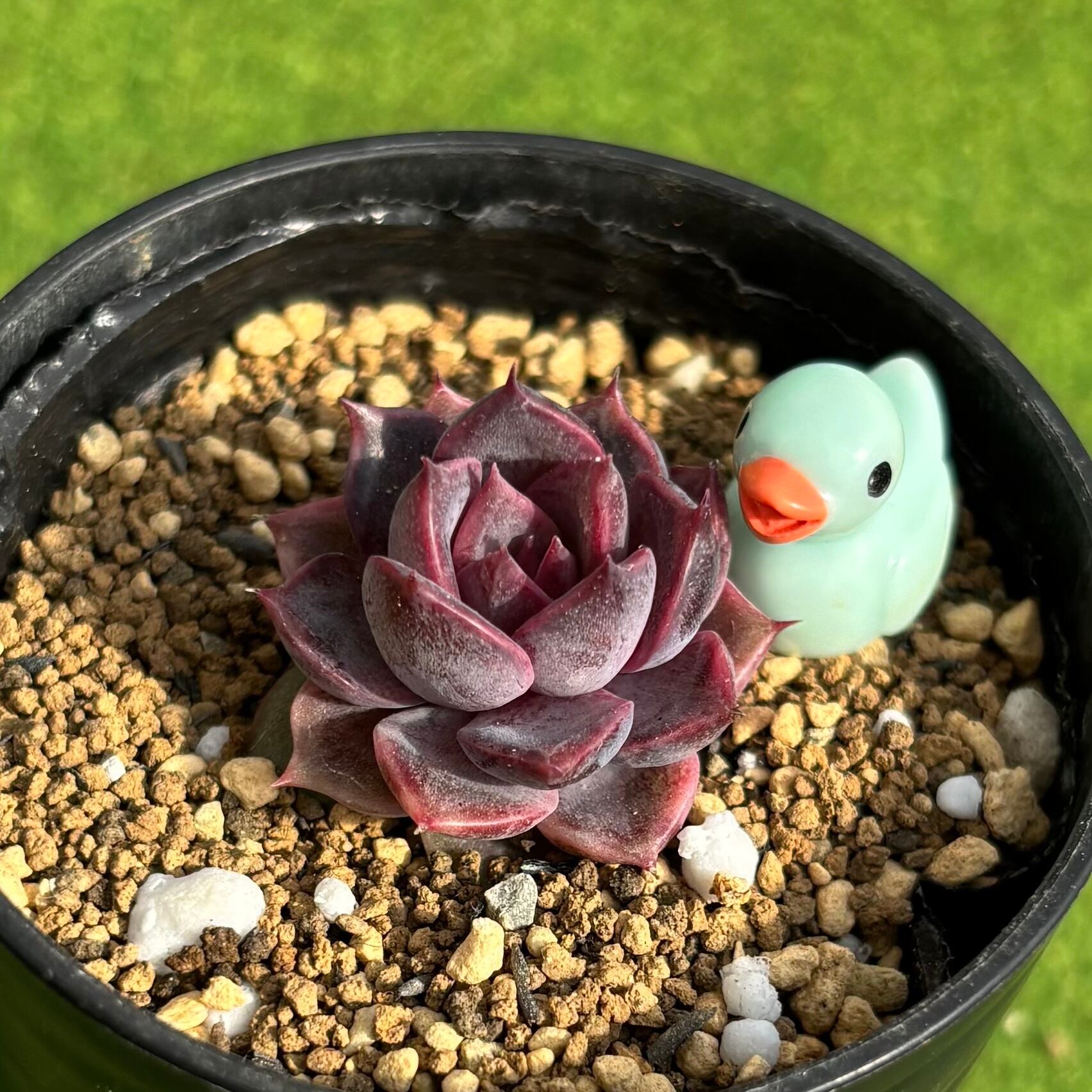 多肉植物 豆彦商店