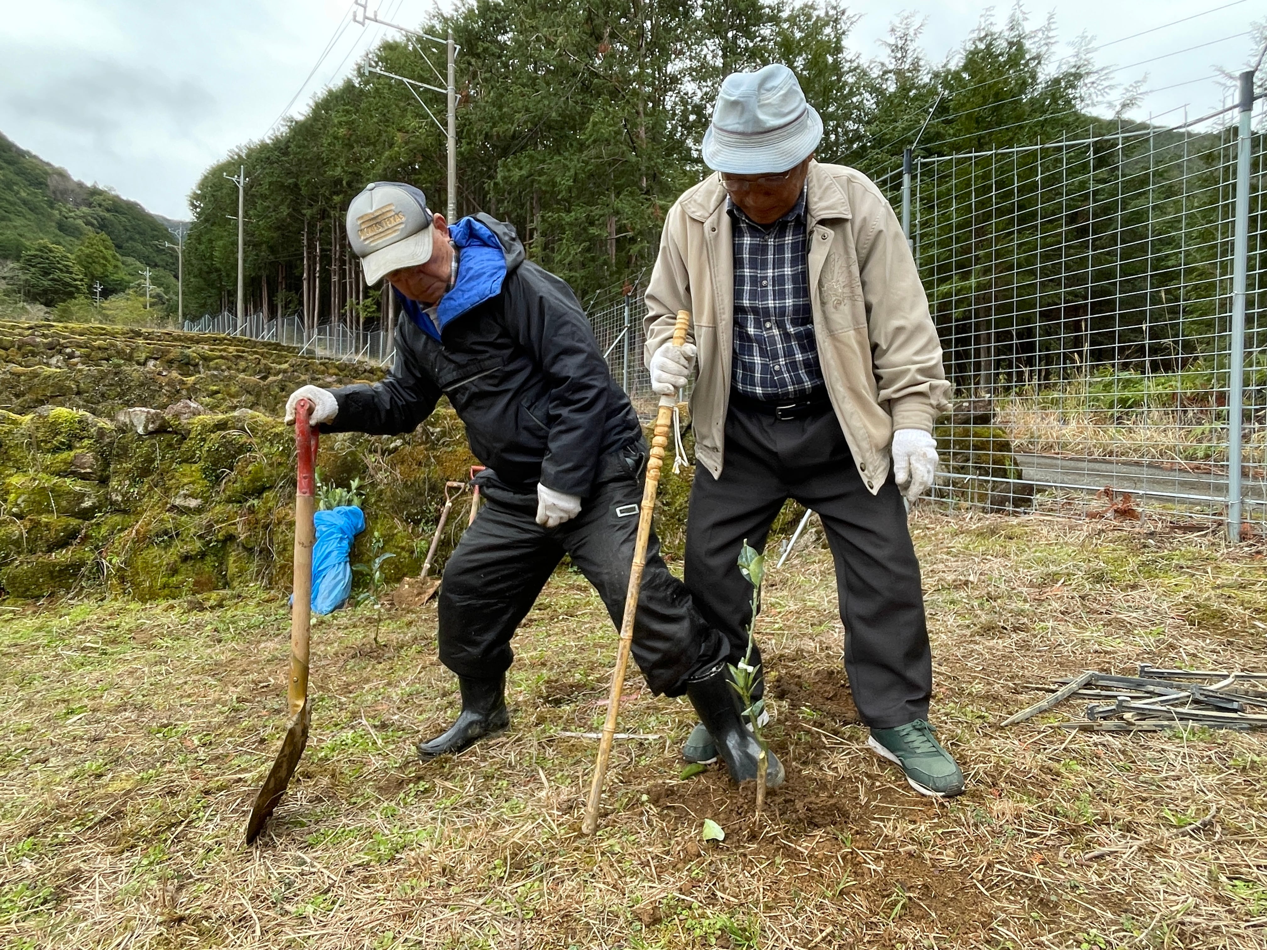 未来の甘夏の木 応援オーナー