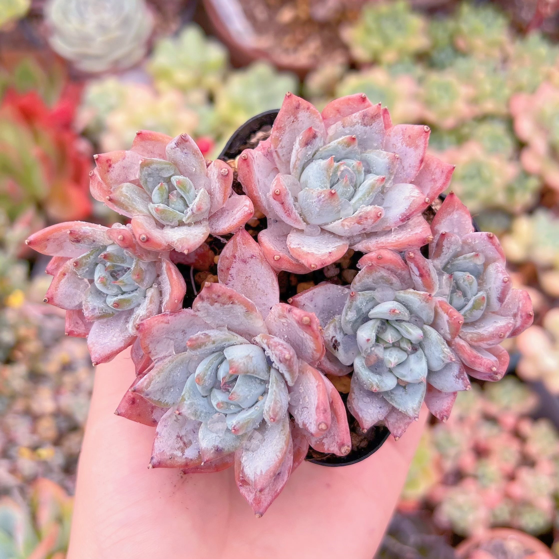 現品　Blue Bird群生#F223　るる農園