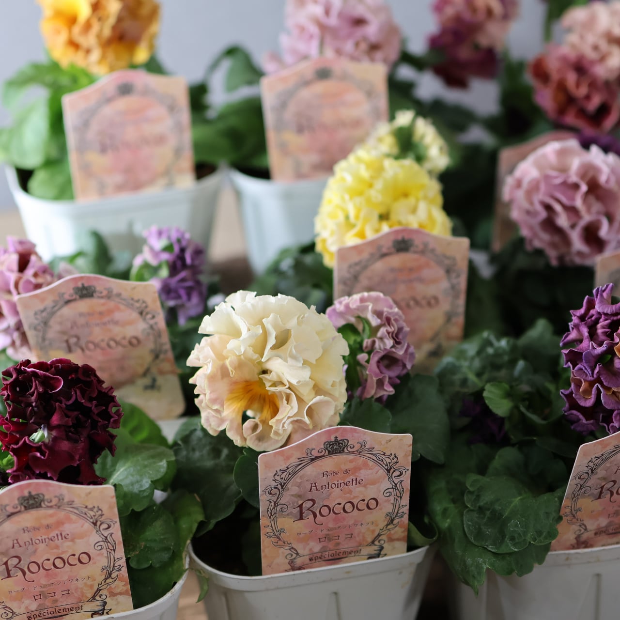 479 超希少！サトウ園芸さんの『ローブ ドゥ アントワネット 