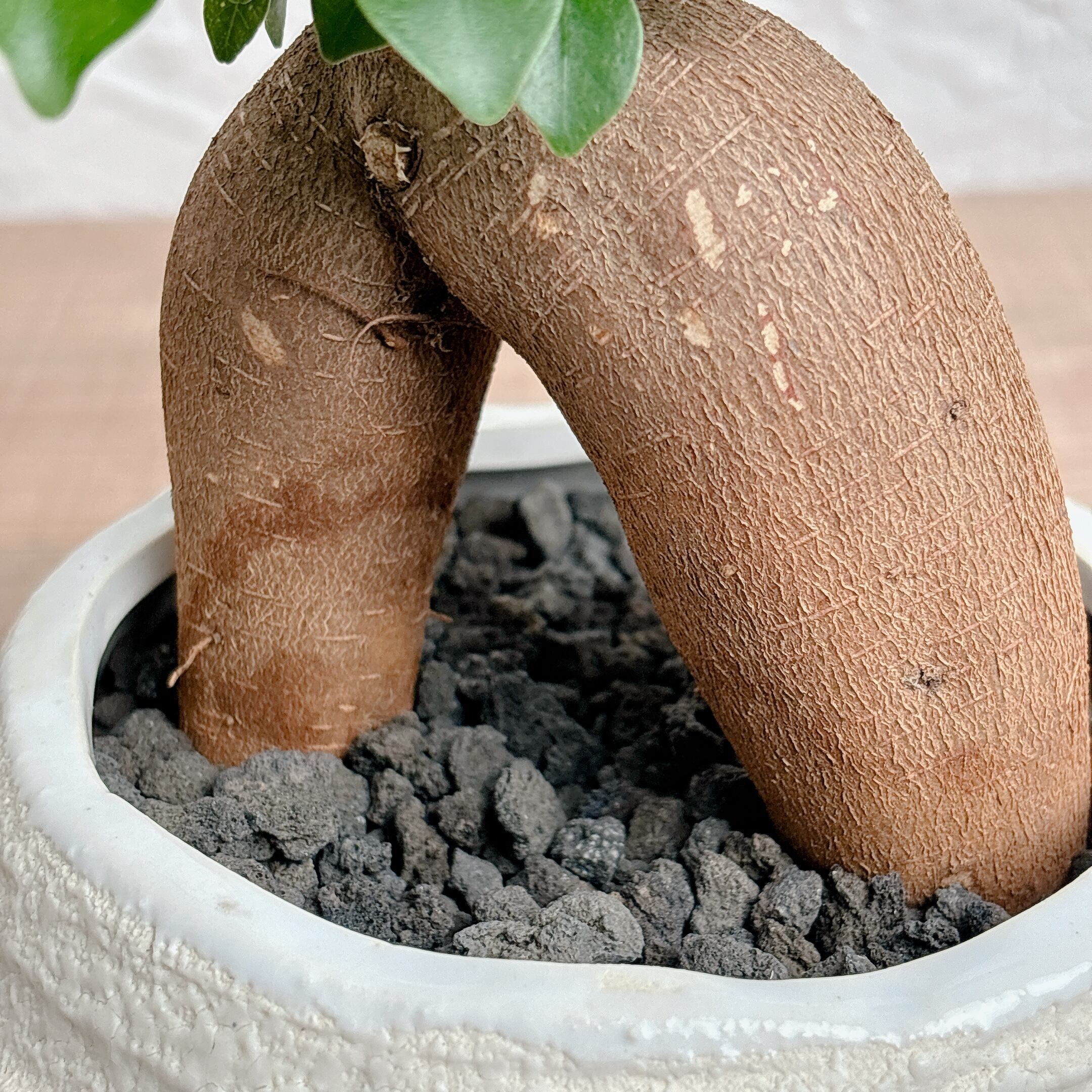 ガジュマル [観葉植物] | yu25plants