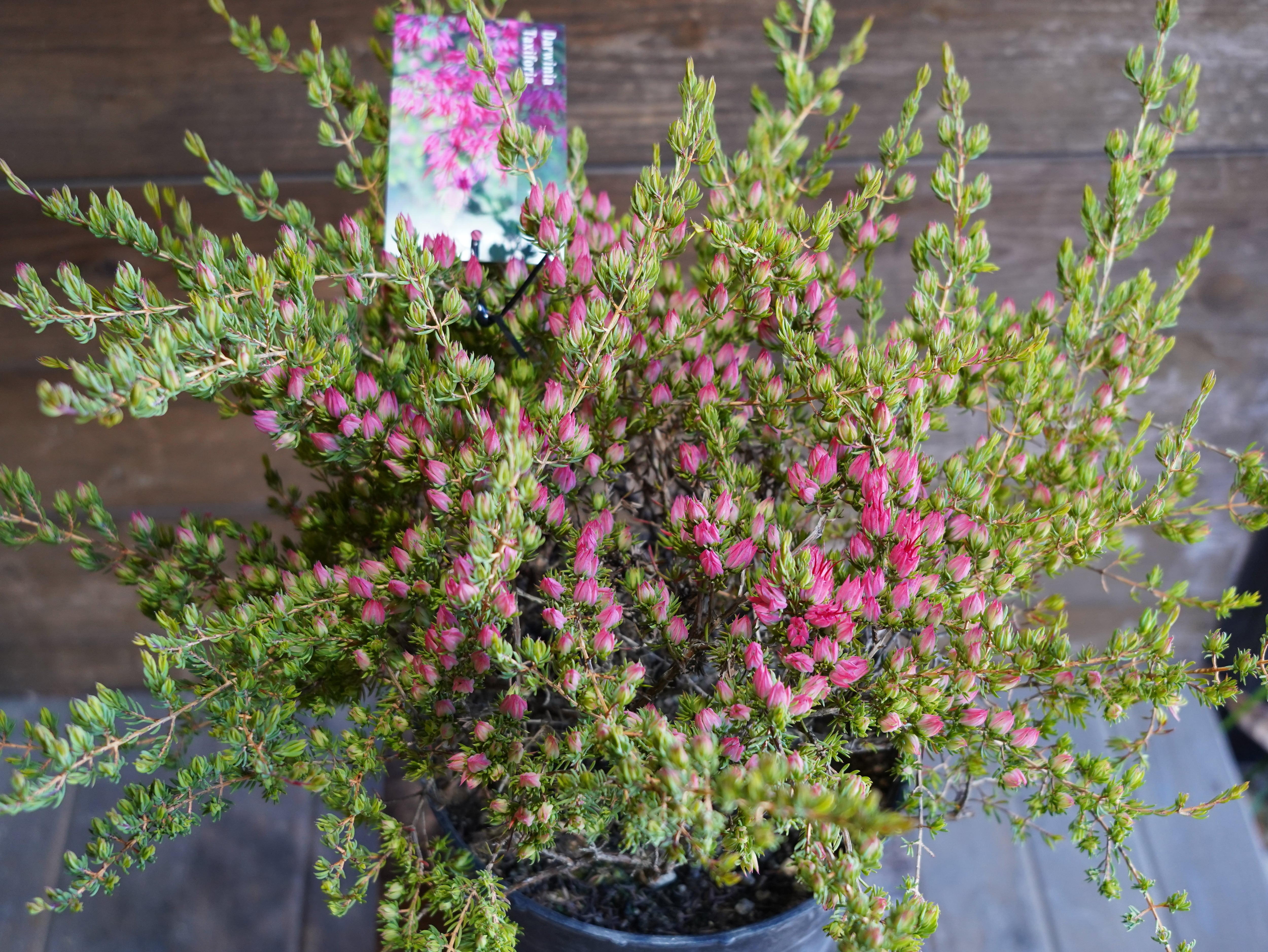 【現物】ダーウィニア "タクシフォリア"