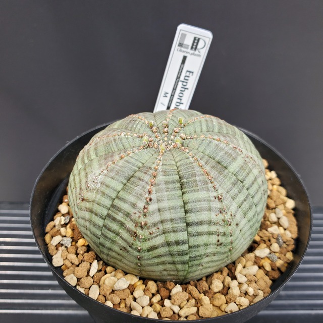 【ノーマルMサイズ】Euphorbia obesa ユーフォルビア オベサ