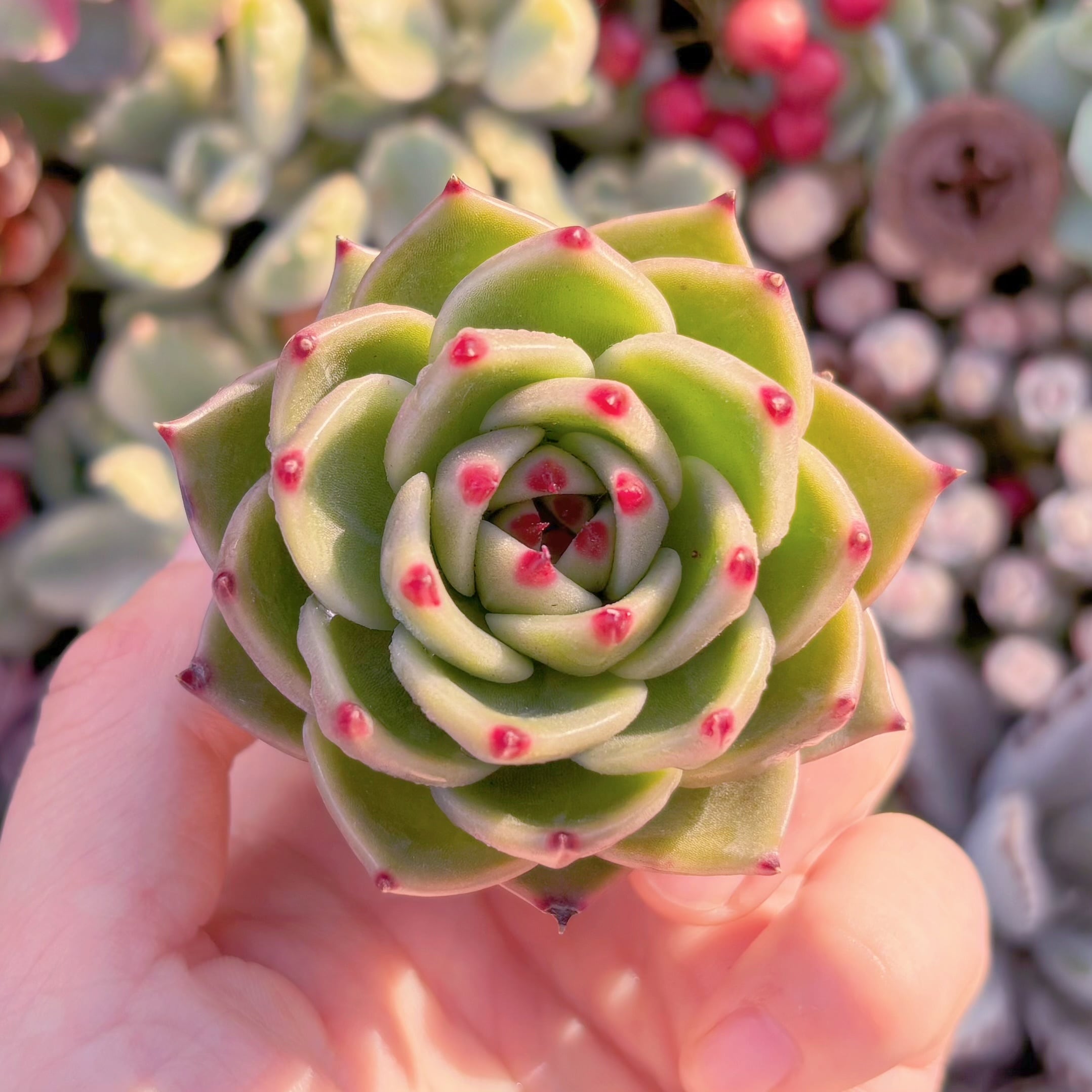 多肉植物　ブルードラゴン　新入荷　るる農園