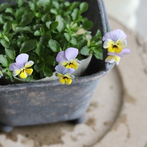 ビオラ　ヴィオレッタ　ペーパームーン　小さなお花　寄せ植え　丈夫で長く咲く　冬から春のお花