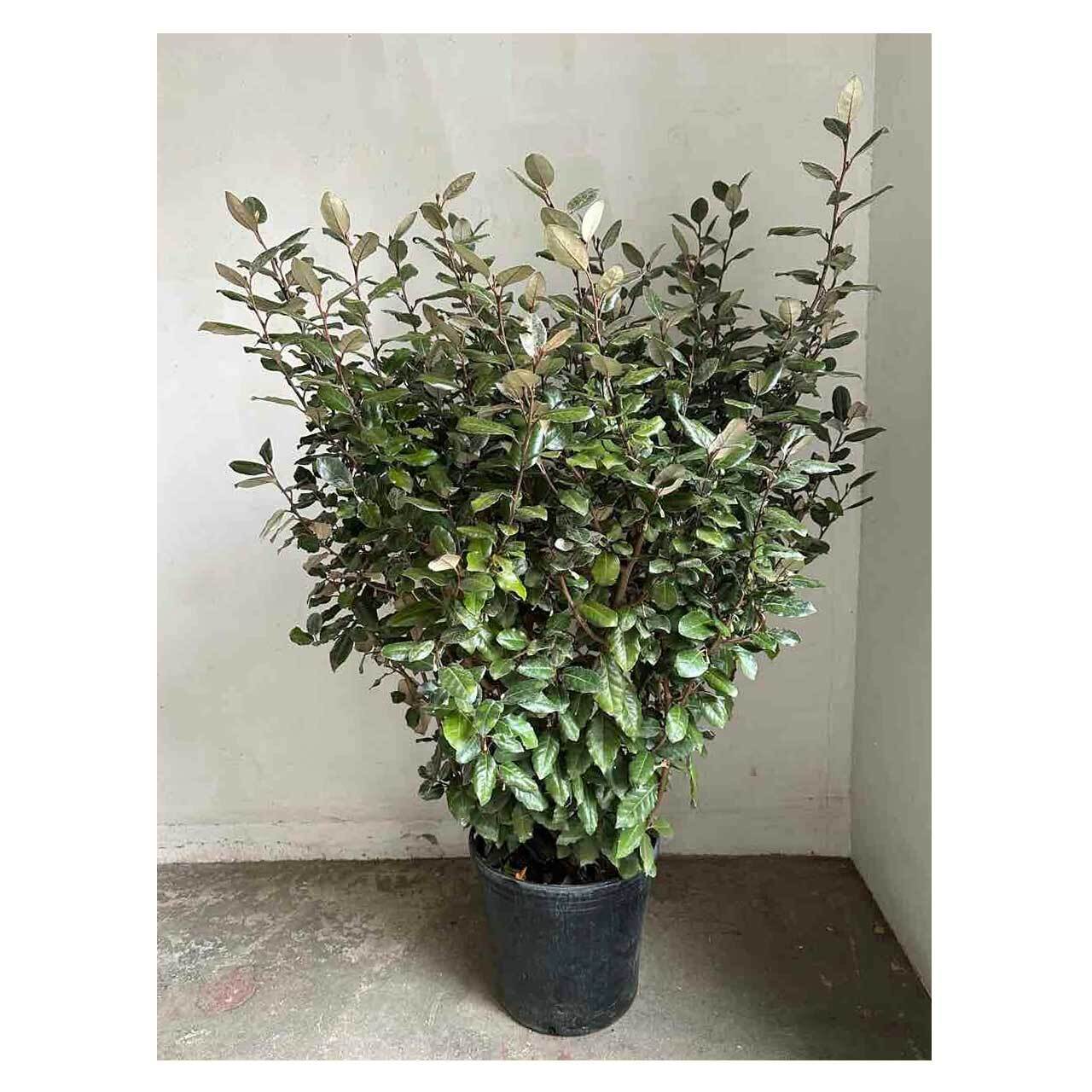 西洋グミ Elaeagnus spp.1株 【公式通販】