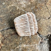 中嶋寿子「砂の花」のブローチ 21YD (square clay flower2)