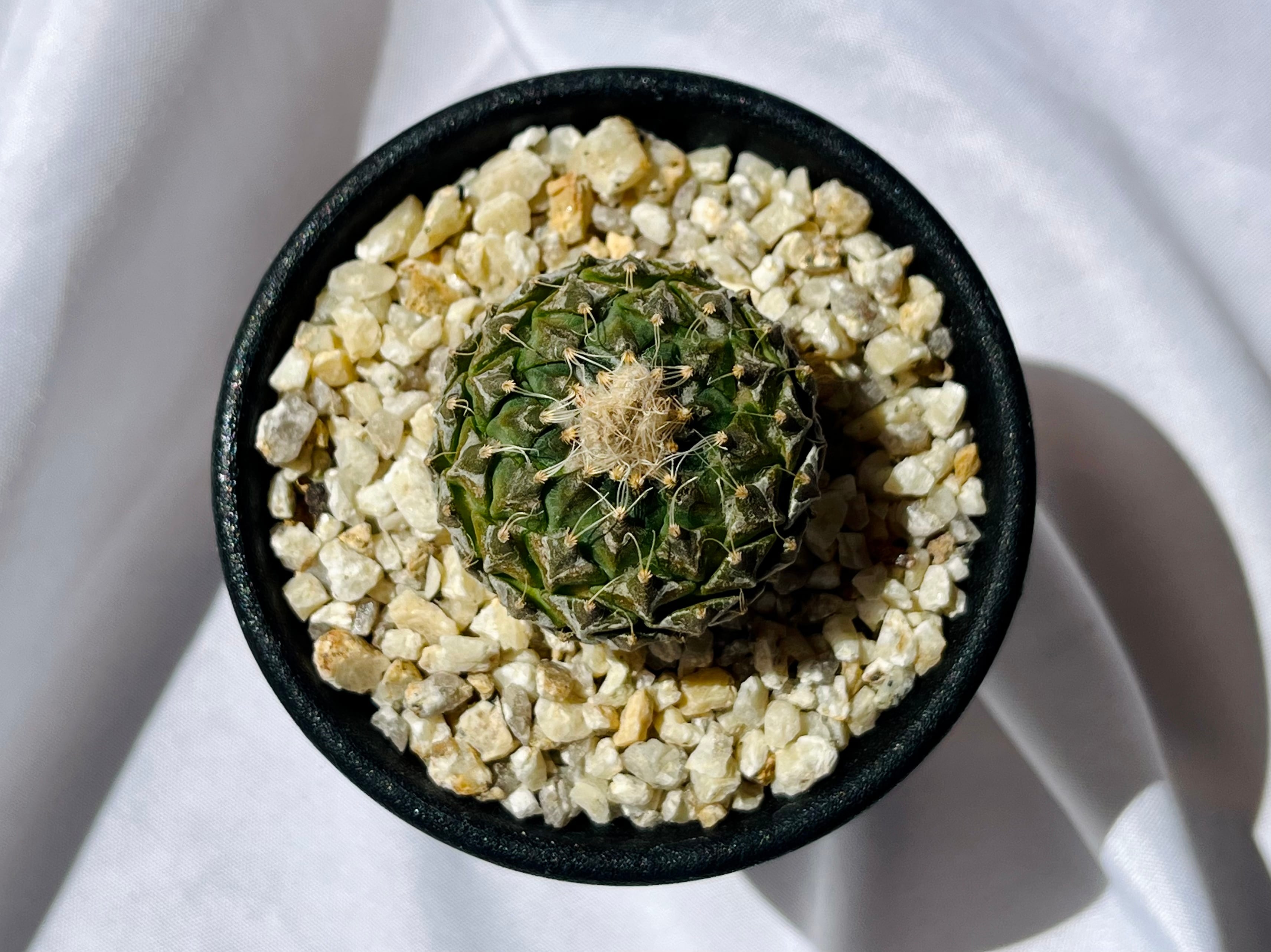 Pelecyphora strobiliformis ペレキフォラ 銀牡丹 サボテン | plants MARU