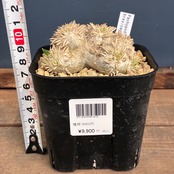 【新着3日限定10%OFF】パキポディウム ブレビカウレ(恵比寿笑い)【1093】