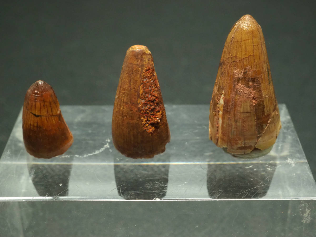 3本セット！ワニの歯化石【Unidentified Crocodile】【4.4 g