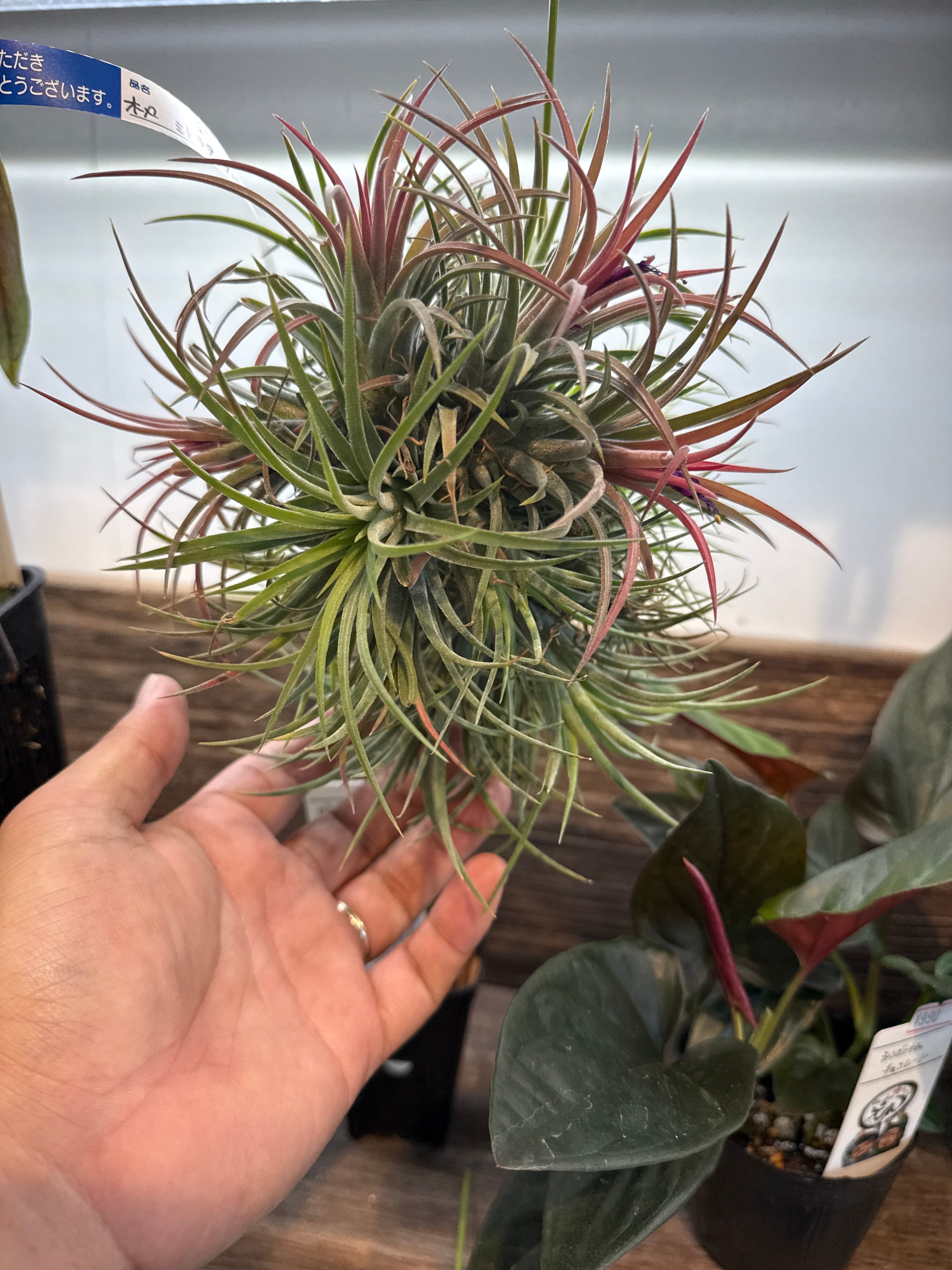 エアプランツ・タンク系 | Gardenえん 【観葉熱帯植物】