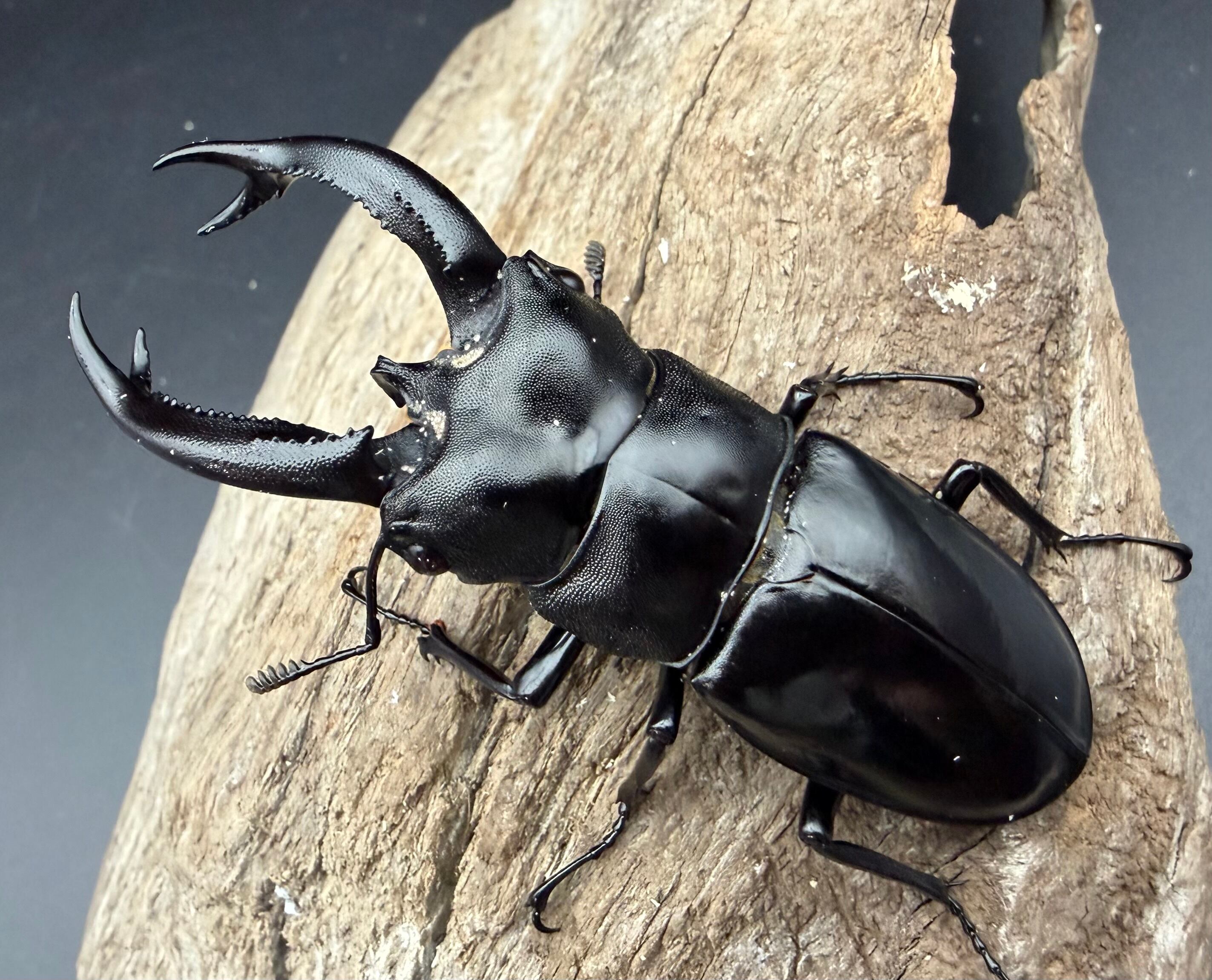 WD】《ブケットフタマタクワガタ 74mm ペア》 | KPW公式オンラインショップ