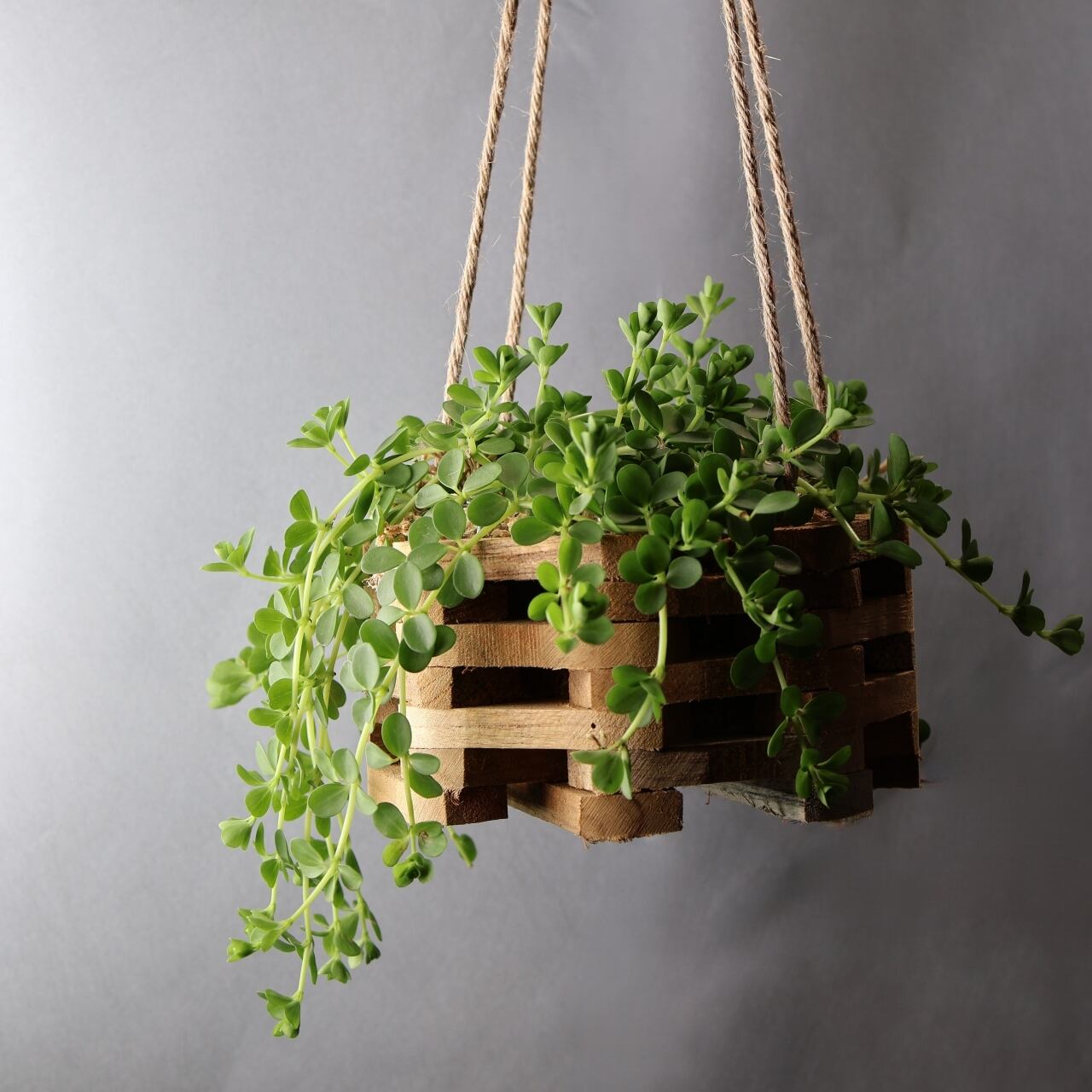 KN 1円！ ペペロミア メタリカ `斑入り`（PEPEROMIA METALLICA
