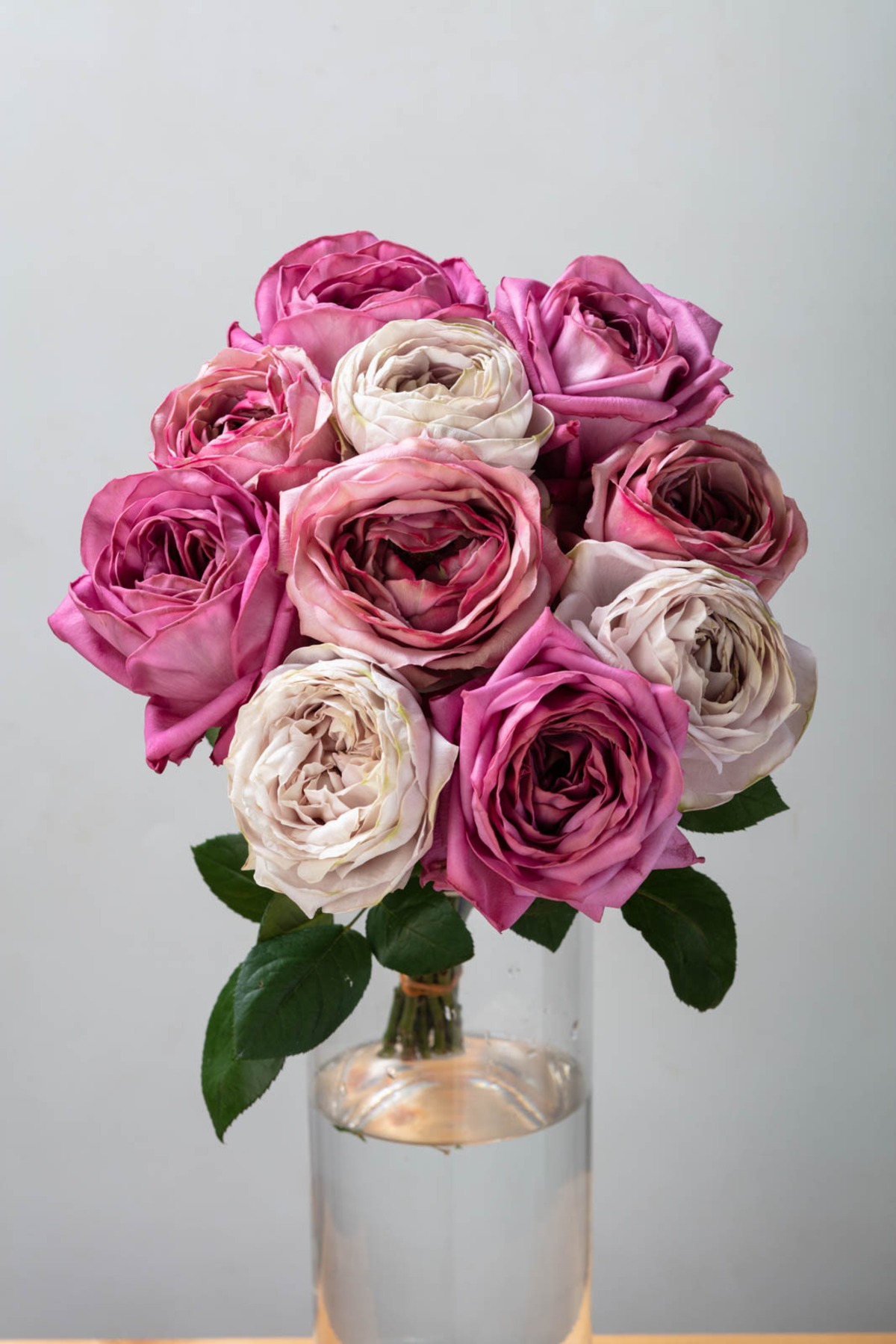 一輪で絵になるバラ Artrose ヴァーズ シリーズ3種 10本 やぎバラ育種農園 一輪で絵になるバラ Artrose ヴァーズ シリーズ3種 10本 やぎバラ育種農園