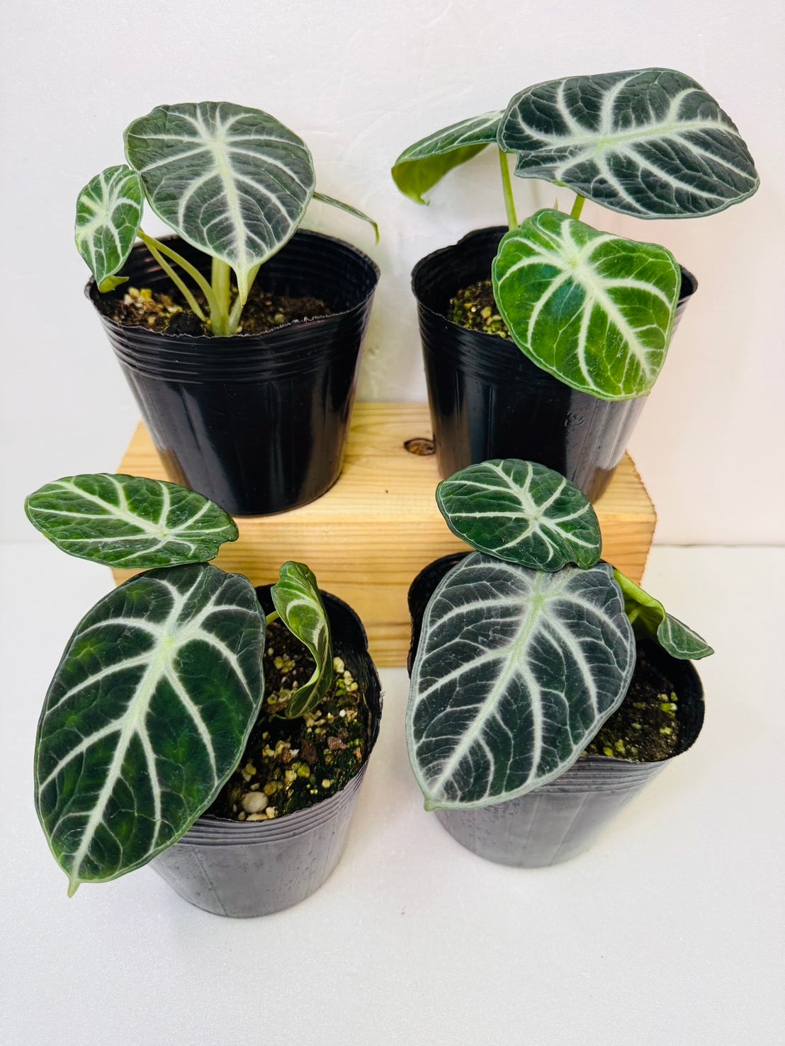 モンステラ・エスケレート 4号 | 観葉植物と雑貨のお店 VIVAGREEN