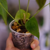 Anthurium Queen of Heart / アンスリウム クイーン オブ ハート⑳ / 観葉植物<育て方・花言葉>