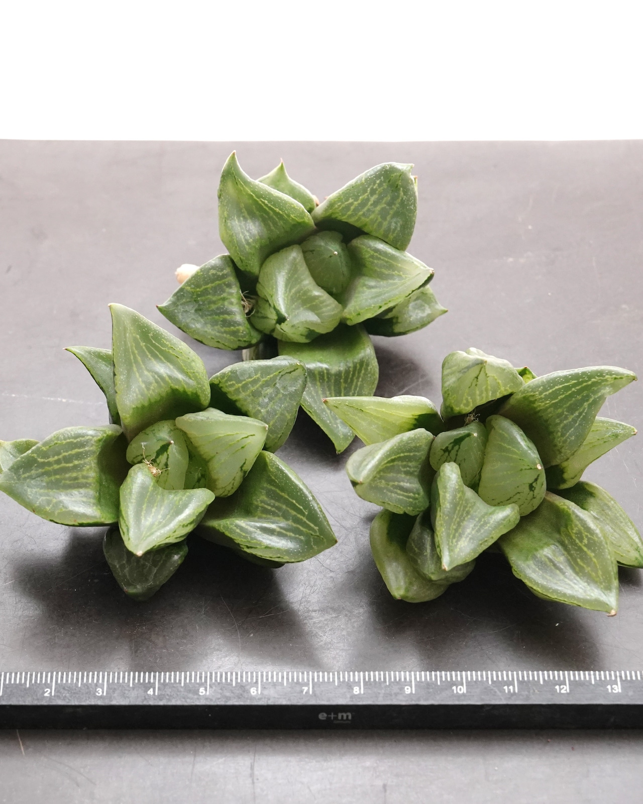 カット苗 ハオルチア 裏般若 日本最安値?! Haworthia 'Ura Hannya'
