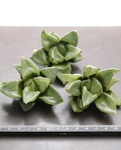 カット苗 ハオルチア 裏般若 日本最安値?! Haworthia 'Ura Hannya'