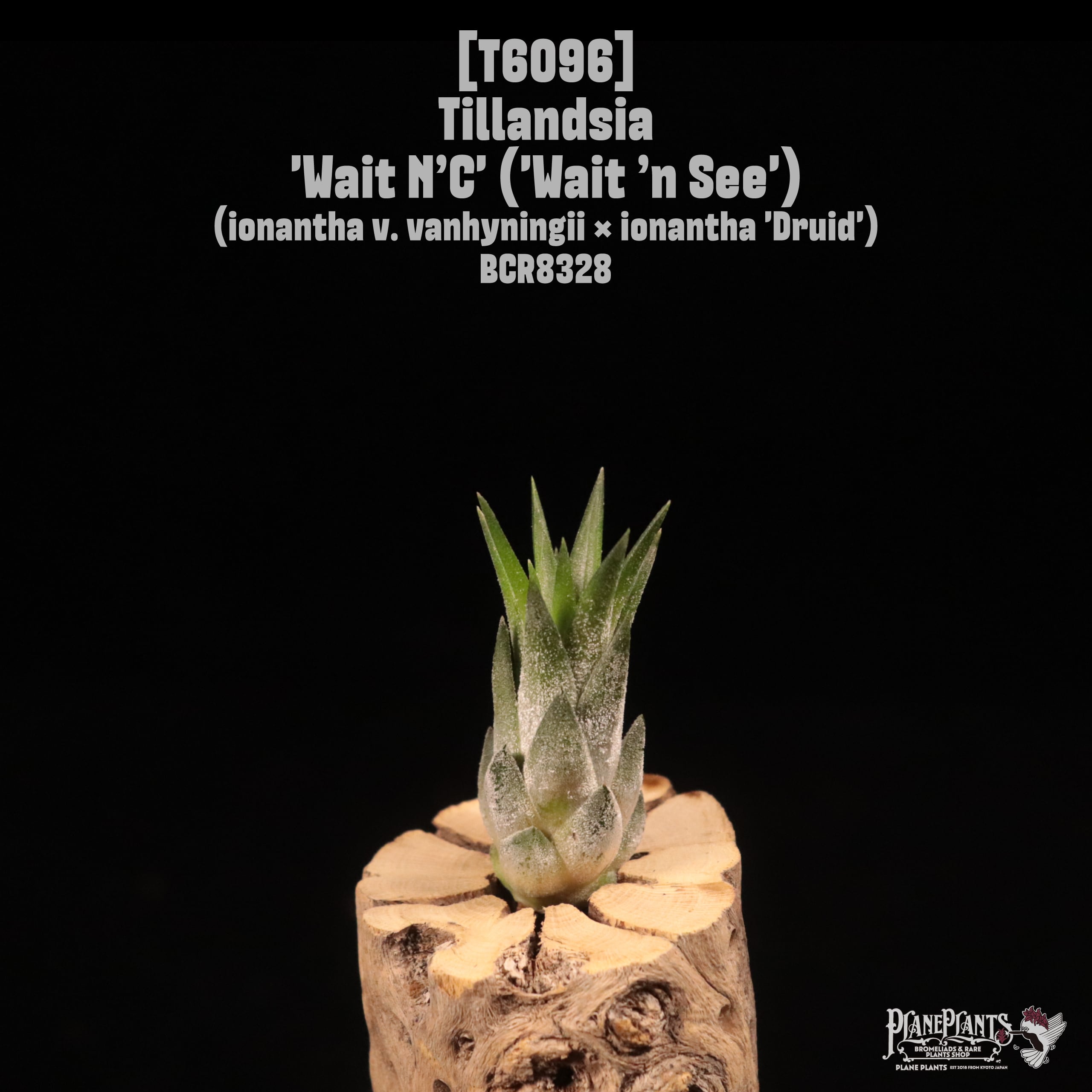 Tillandsia 'Wait N’C' ('Wait ’n See')〔ティランジア〕T6096