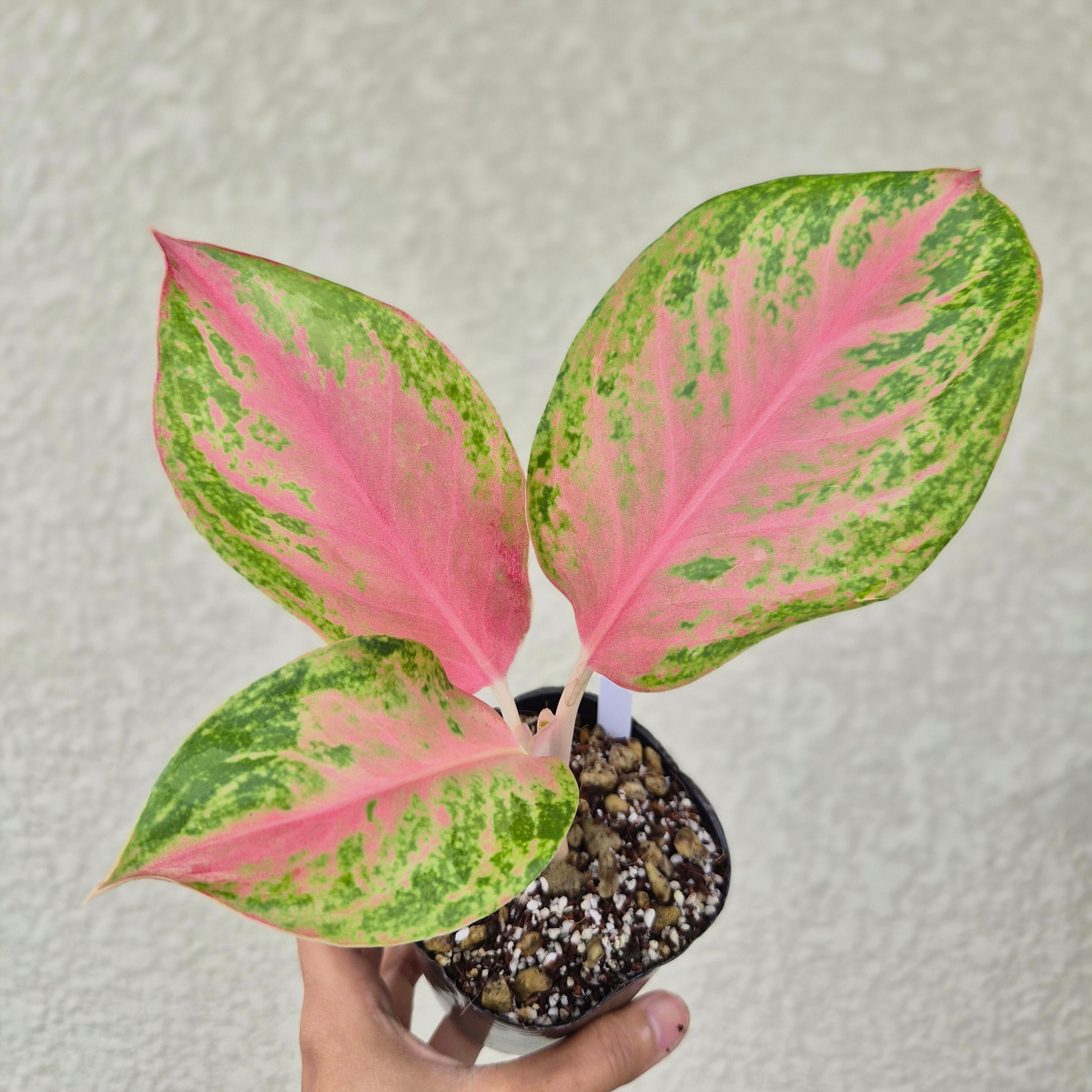 ②《Aglaonema Pink Bay 》アグラオネマ・ピンクベイ観葉植物 /ポット発送