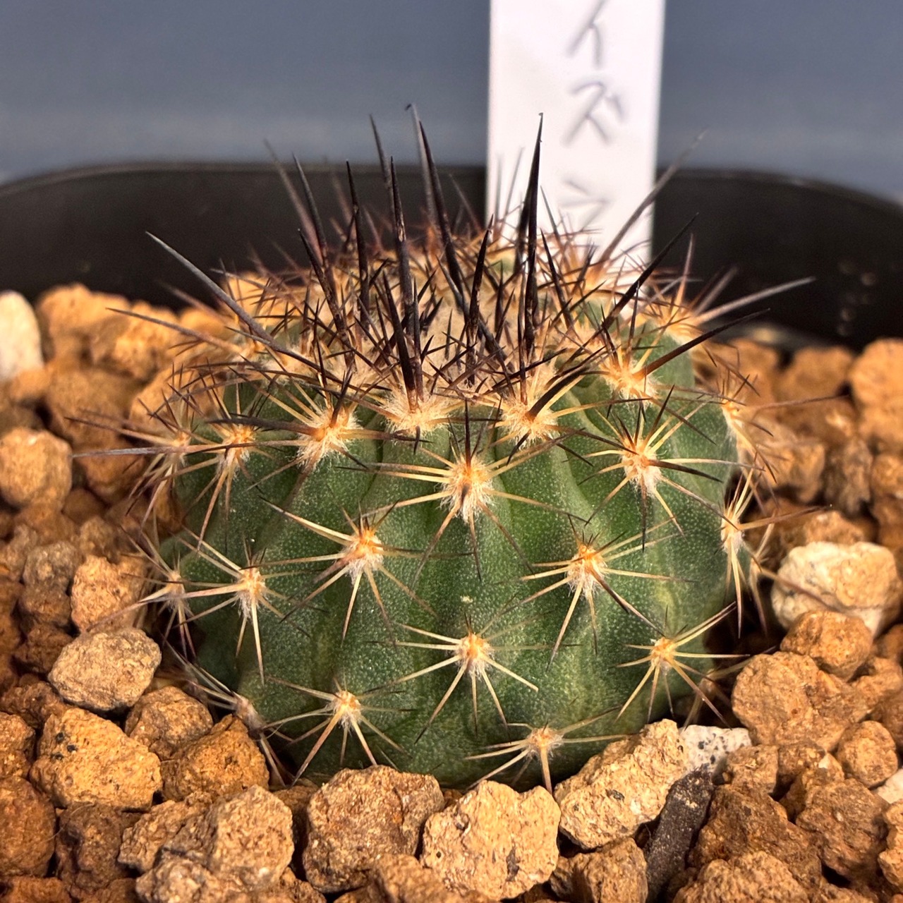 【Copiapoa】サボテン　イスラヤsp実生【595】