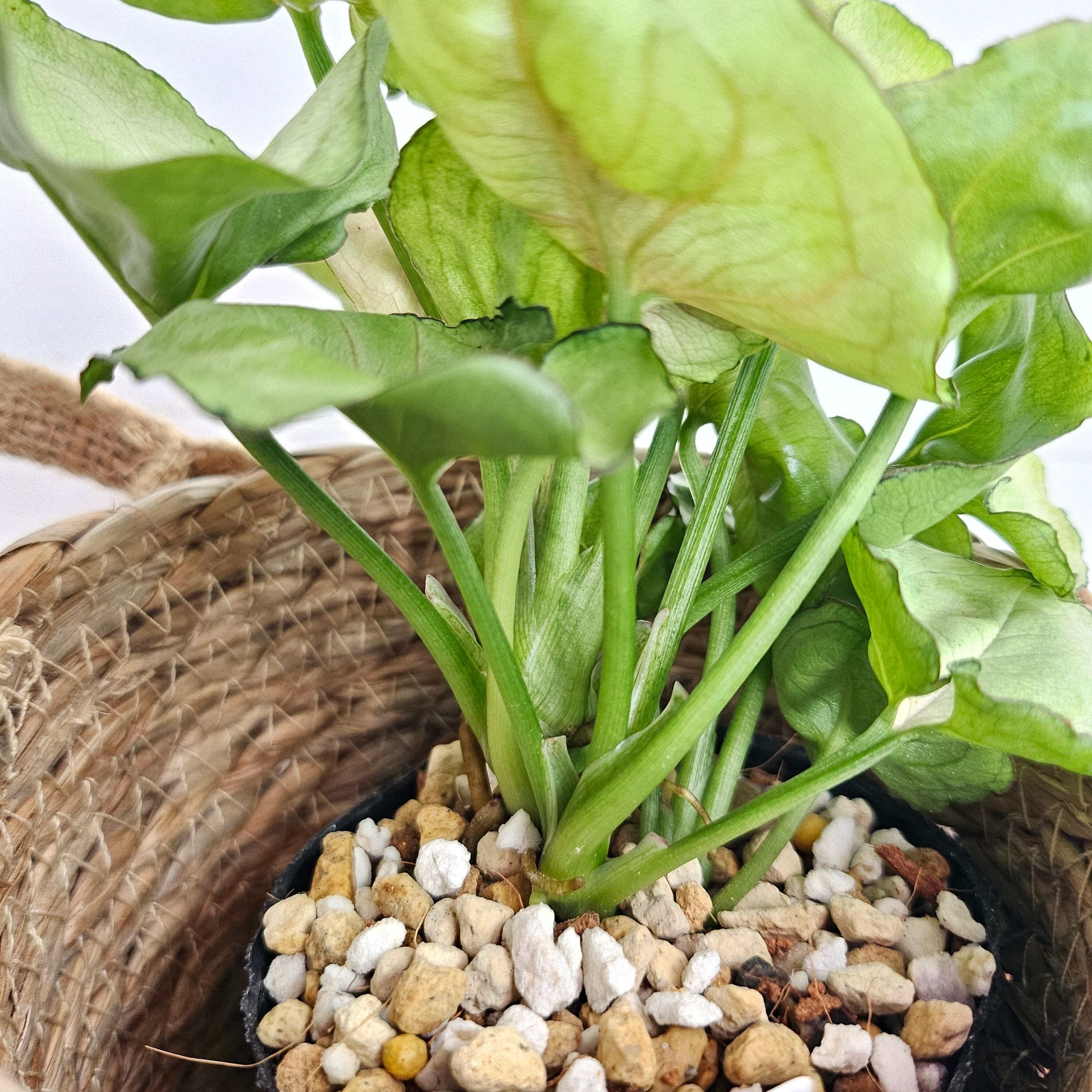 ③《シンゴニウム グリーンスプラッシュ》Syngonium green splash 観葉