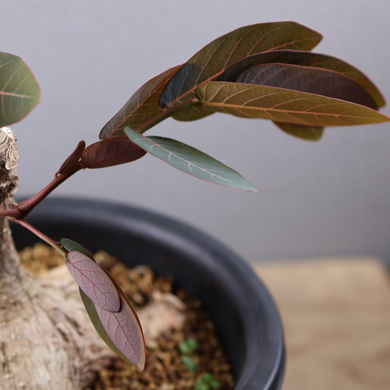 736『フｨランサス ミラビリス』 観葉植物【送料無料】 | MARX PLANTS