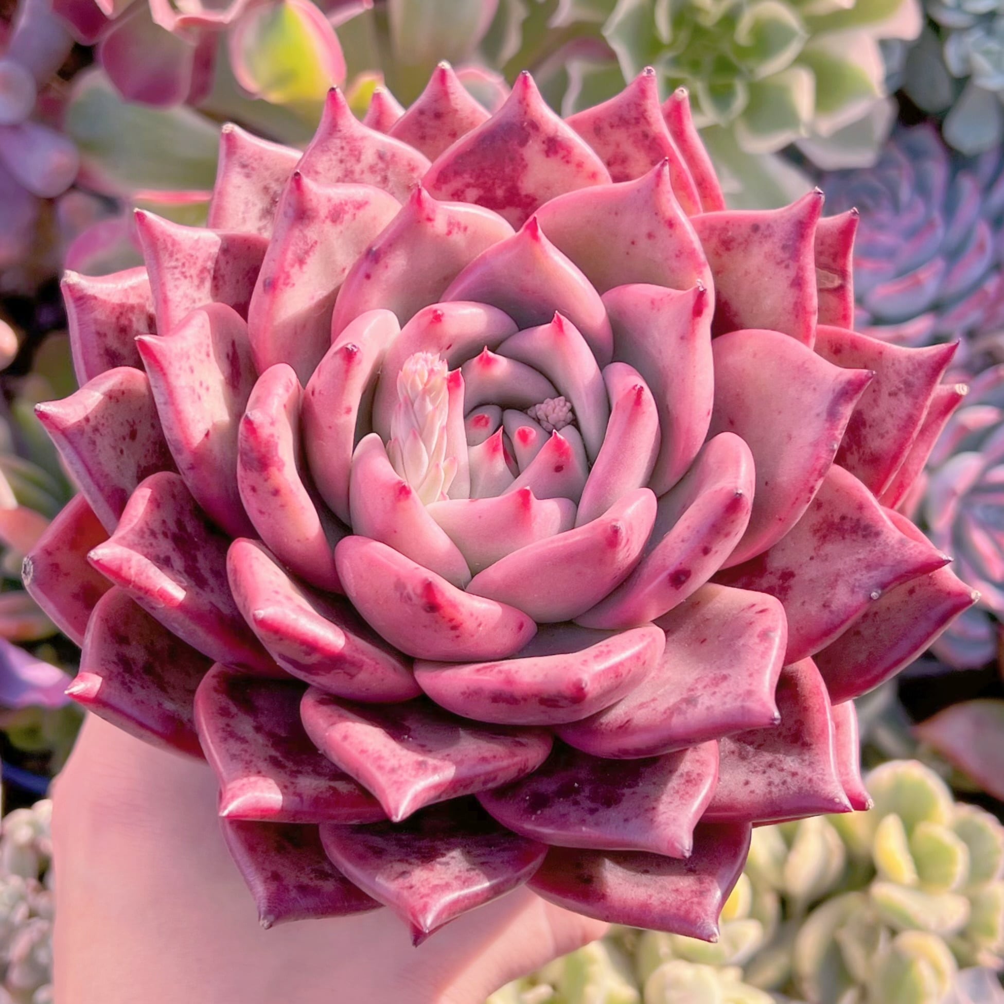 多肉植物　ロメオxマリア　12cm以上特大苗　新入荷　るる農園