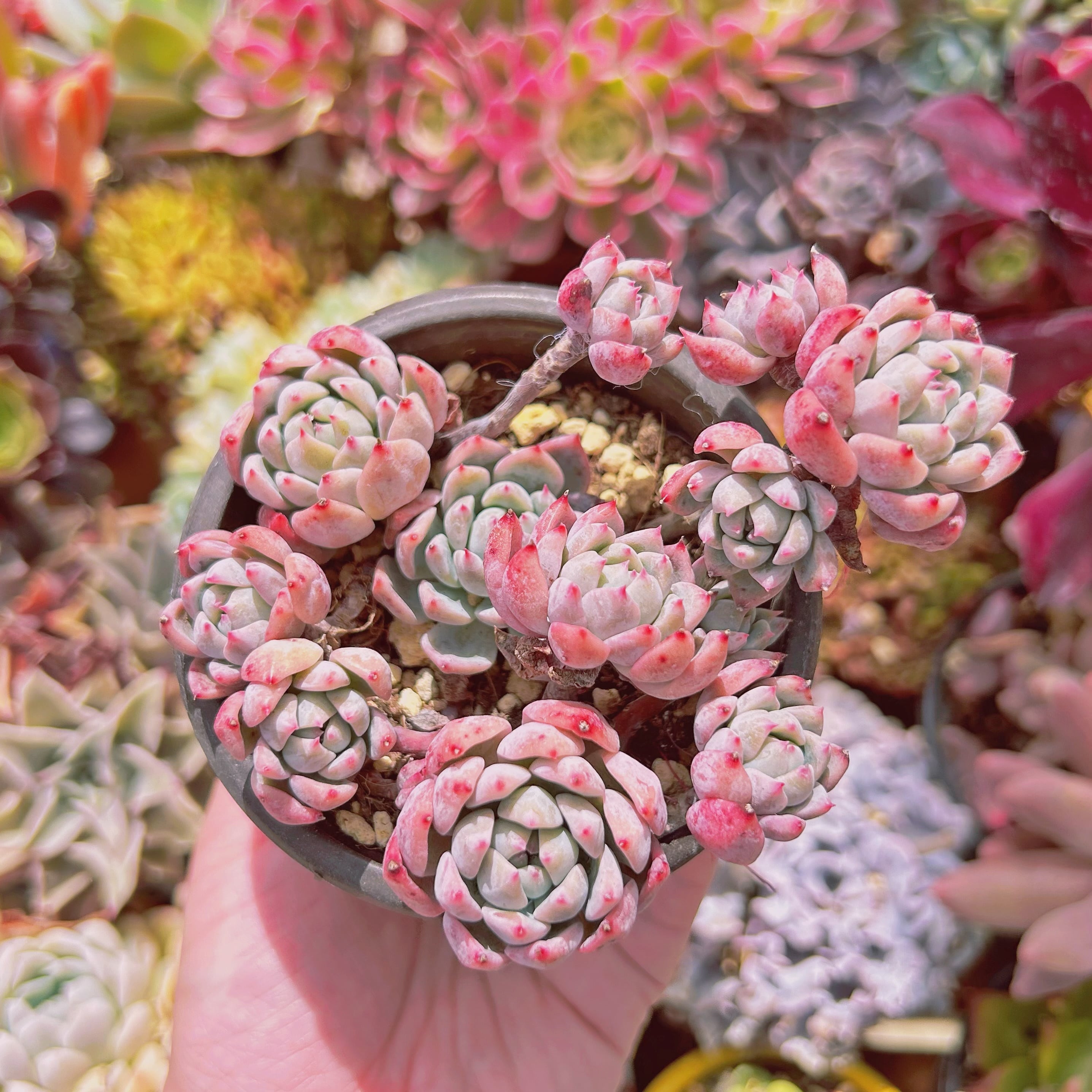 フロスト花柄ガラス金魚鉢 フロスト花柄ガラス金魚鉢