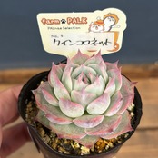 farmPALKさん苗 エケベリア クインコロネット【914】