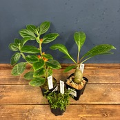 【抽選販売】【限定価格】伊藤蟻植物園3種セット（限定2）｜送料無料