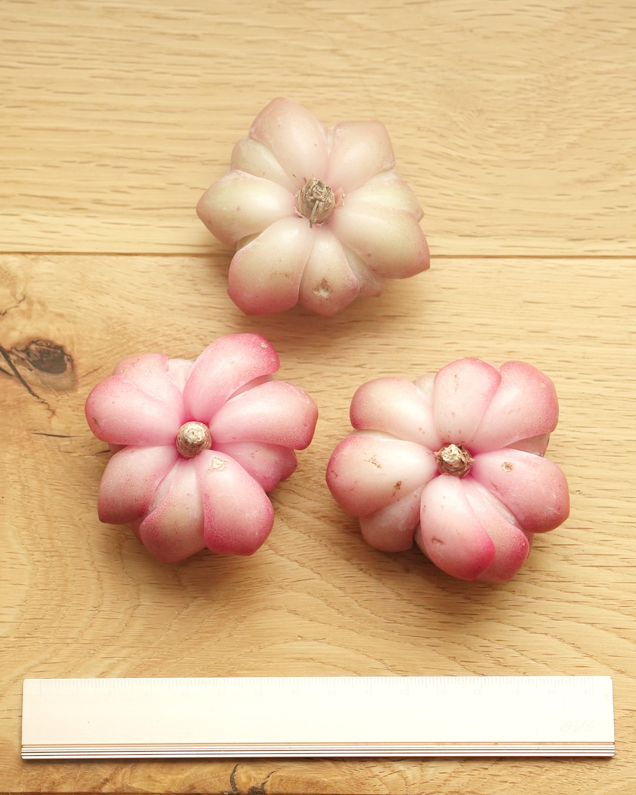 カット苗 グレイスサプライズ  Echeveria 'Grace Surprise'