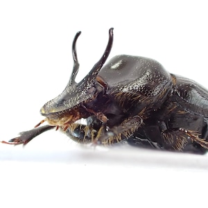 ケニア産 Onthophagus sp. ♂♀ 8mm/8mm