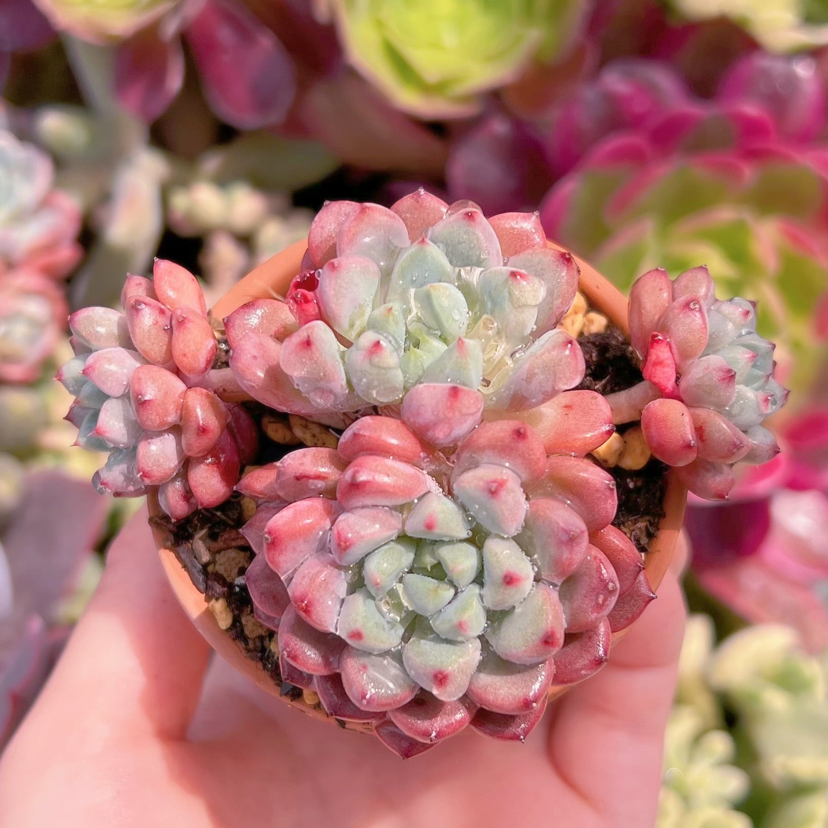 現品　スノーピーチ#3005　群生　るる農園