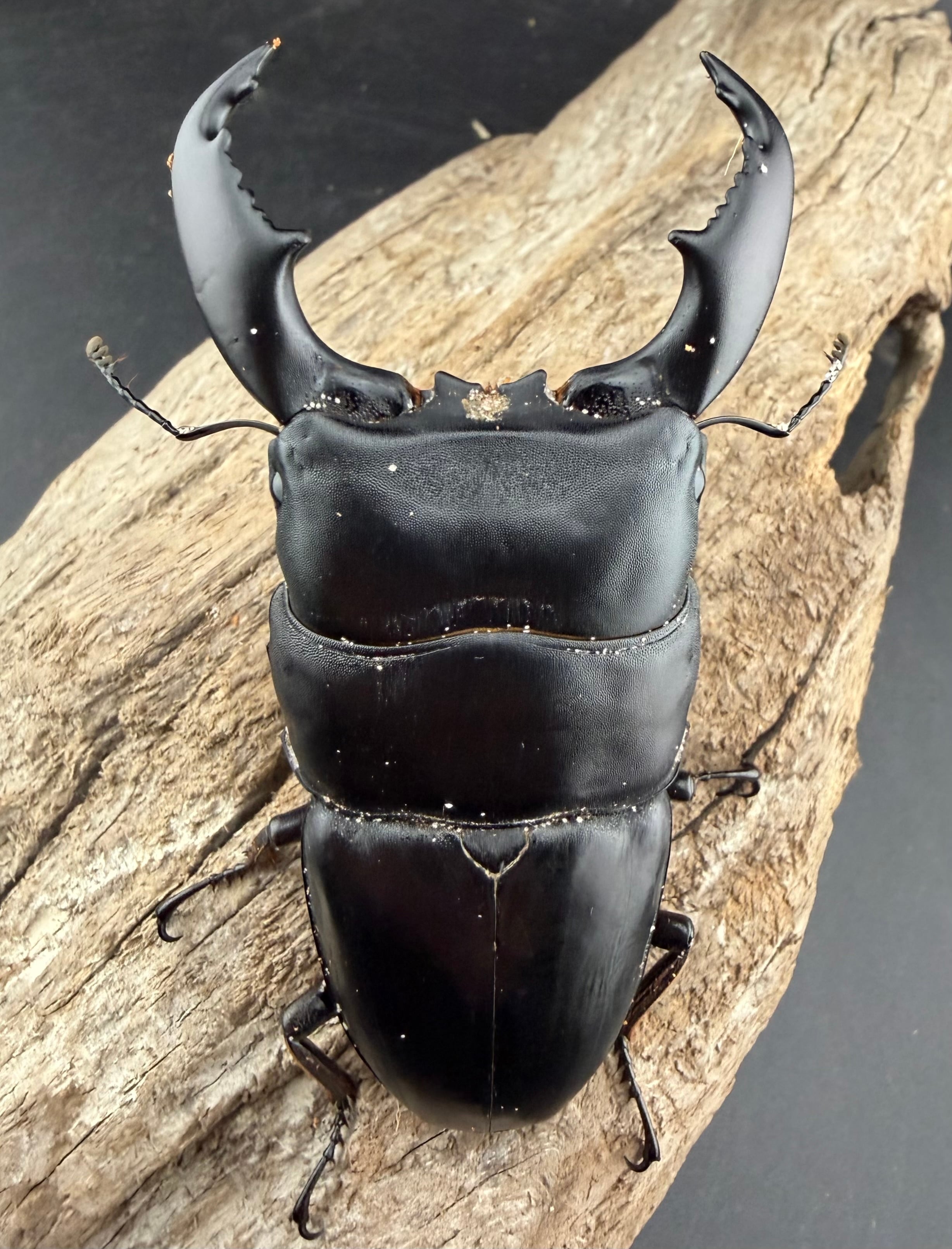 WD】《スマトラオオヒラタ ベンクール産 93mm ペア》 | KPW公式