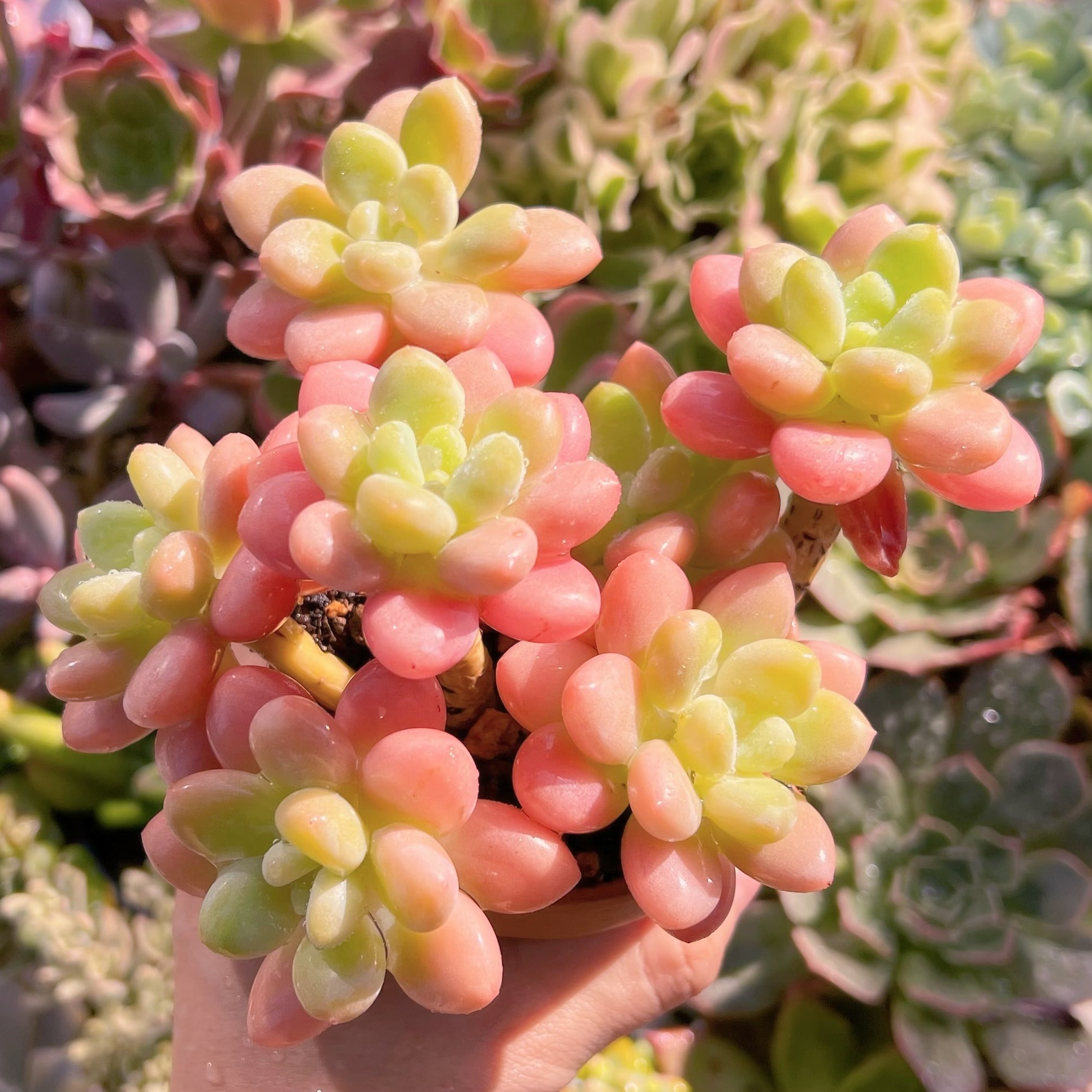 現物　マカロン#602  るる農園