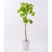 フィカス・ウンベラータ - Mサイズ観葉植物