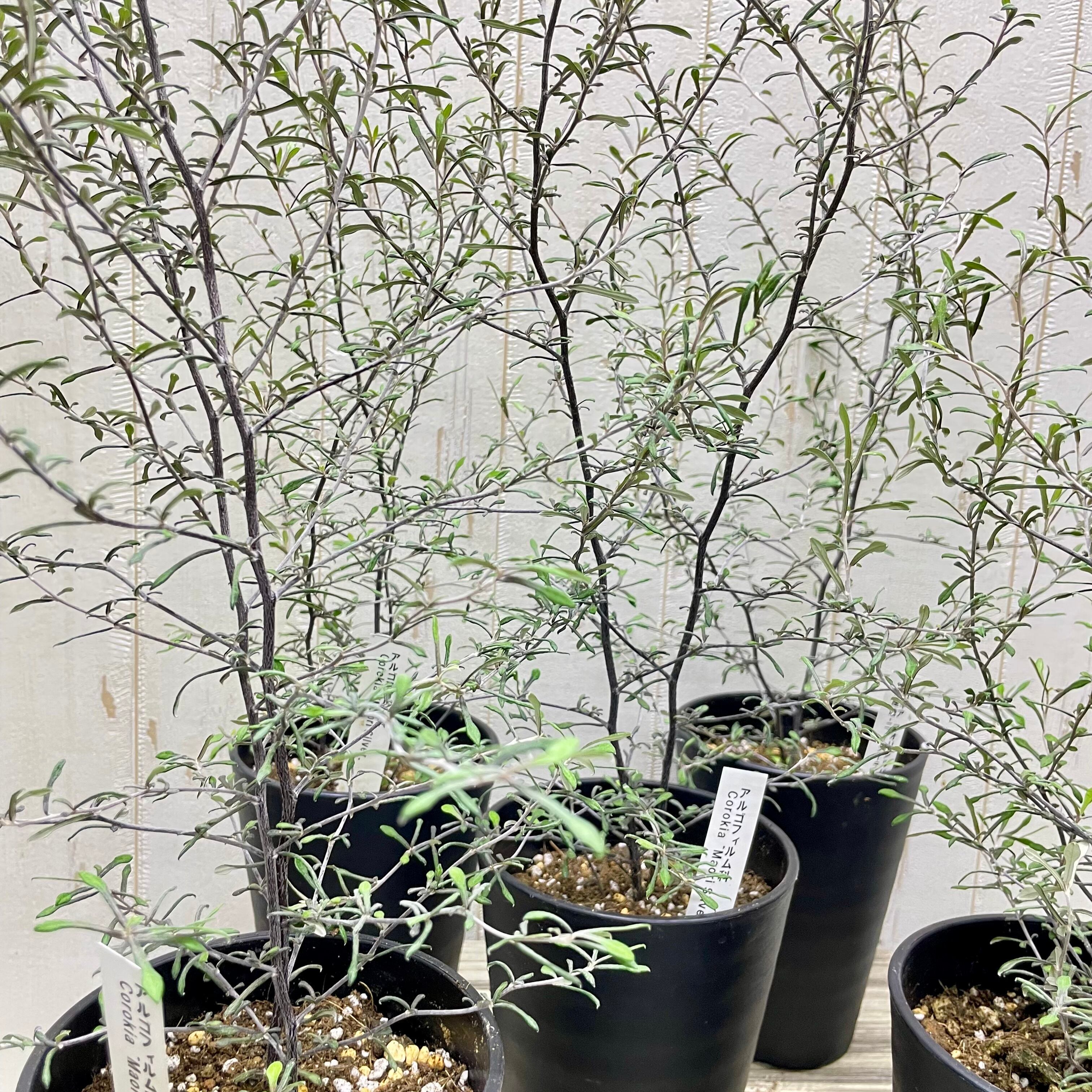 2株植え コロキア マオリシルバー 4号鉢 | PLANTS SHOP OLIVE